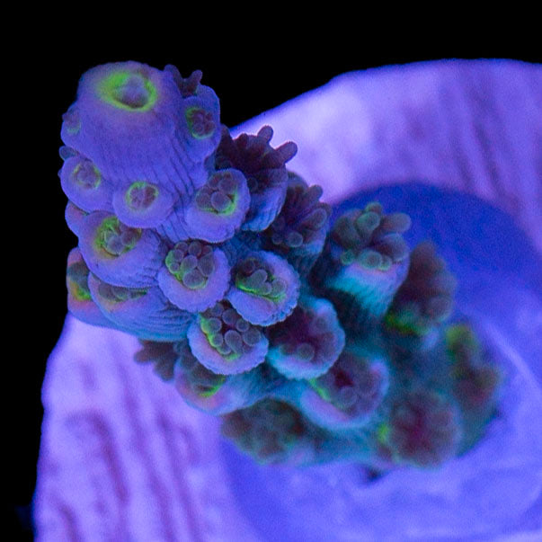 JF Sunday Driver Acropora Coral