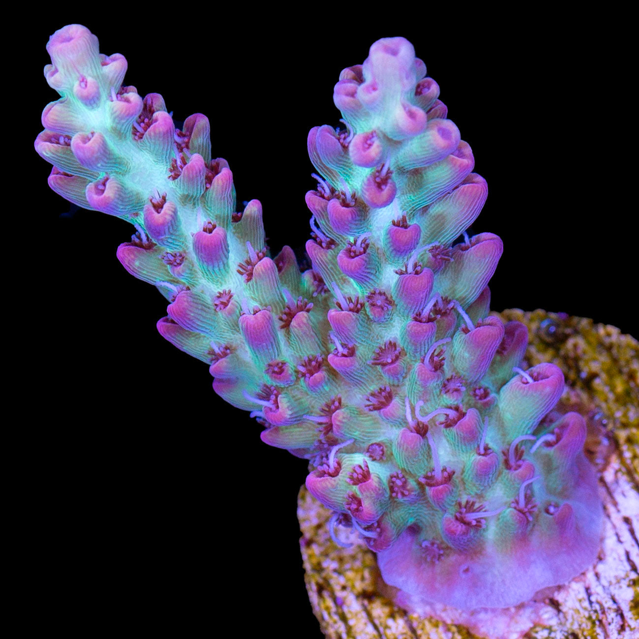 Strawberry Shortcake Acropora Coral