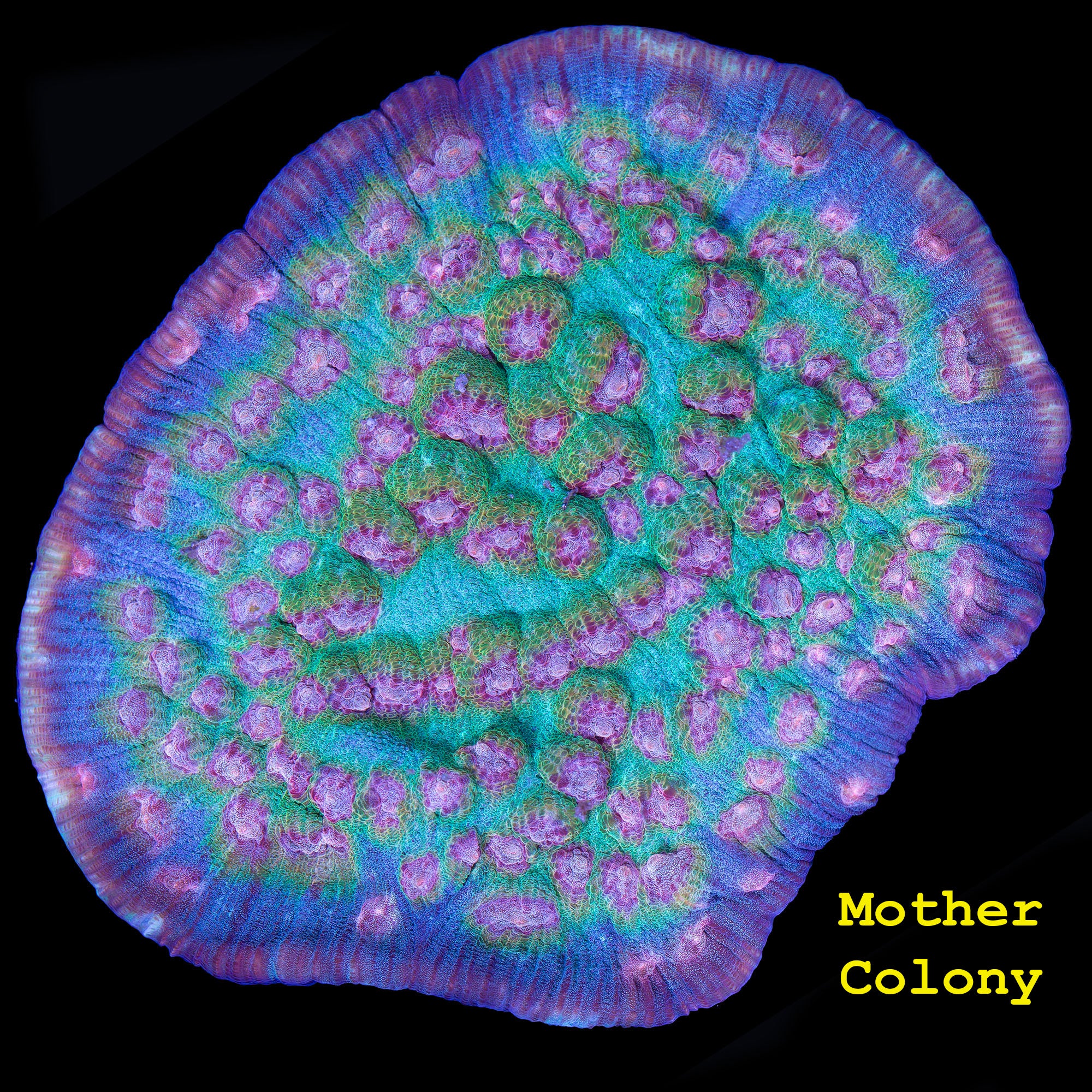 Mindbender Mycedium Coral