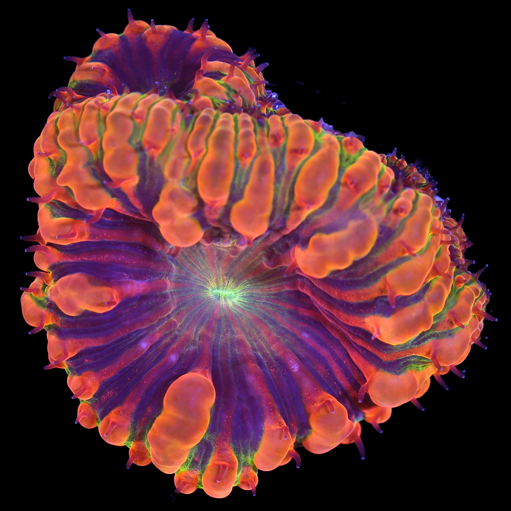 Vivid's Mindblown Blastomussa Coral