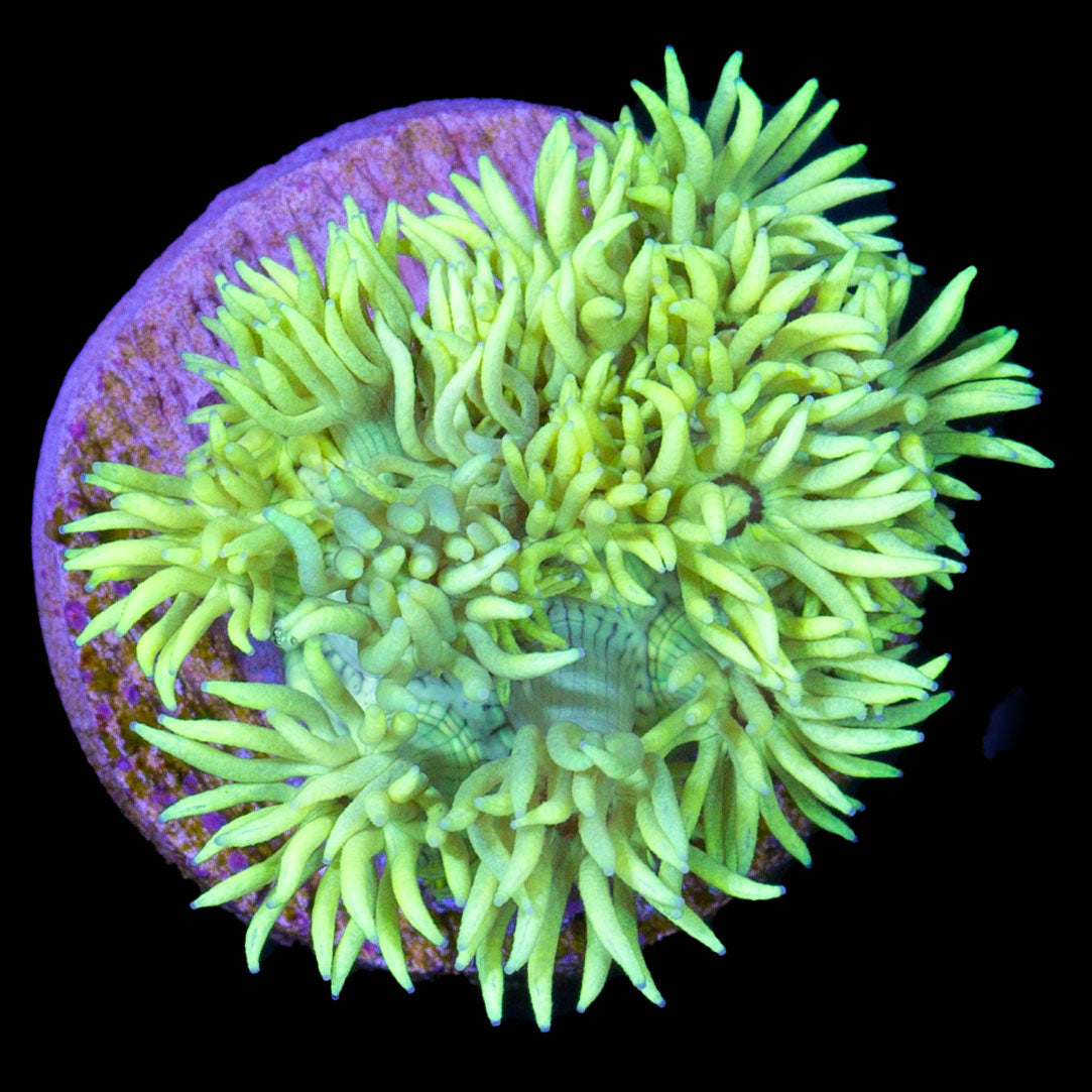 Vivid's Lemondrop Goniopora Coral