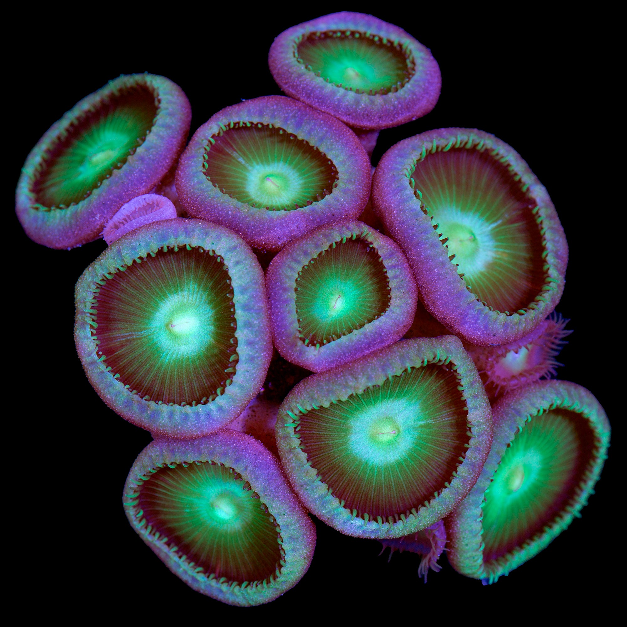 Green Button Polyps