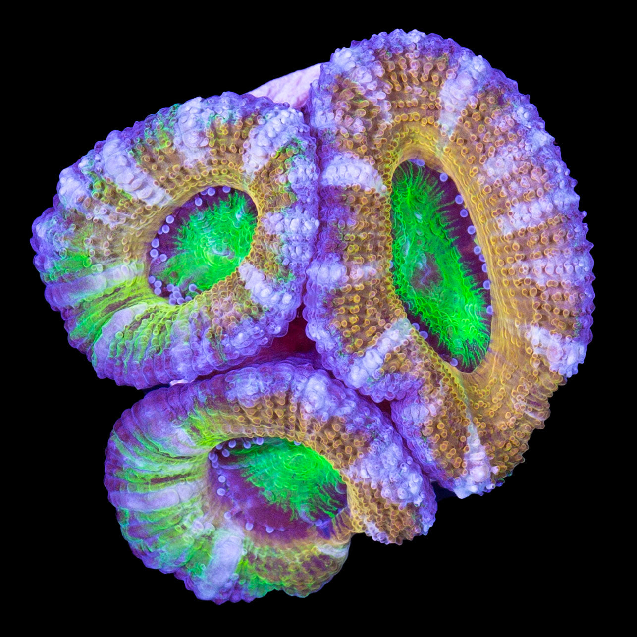 Pot of Gold Acan Coral - 1st release