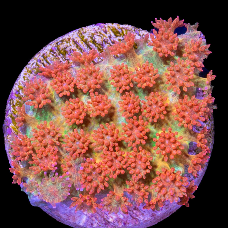 Rising Sun Bernardpora Coral - 1st release