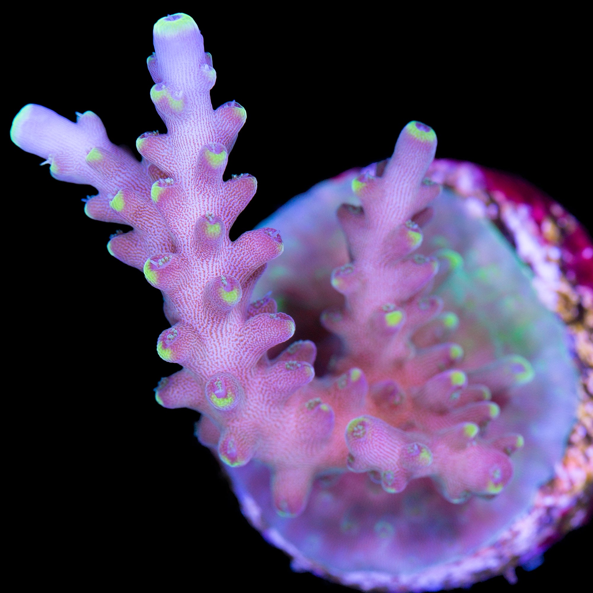 Vivid's Bali Shortcake Acropora Coral