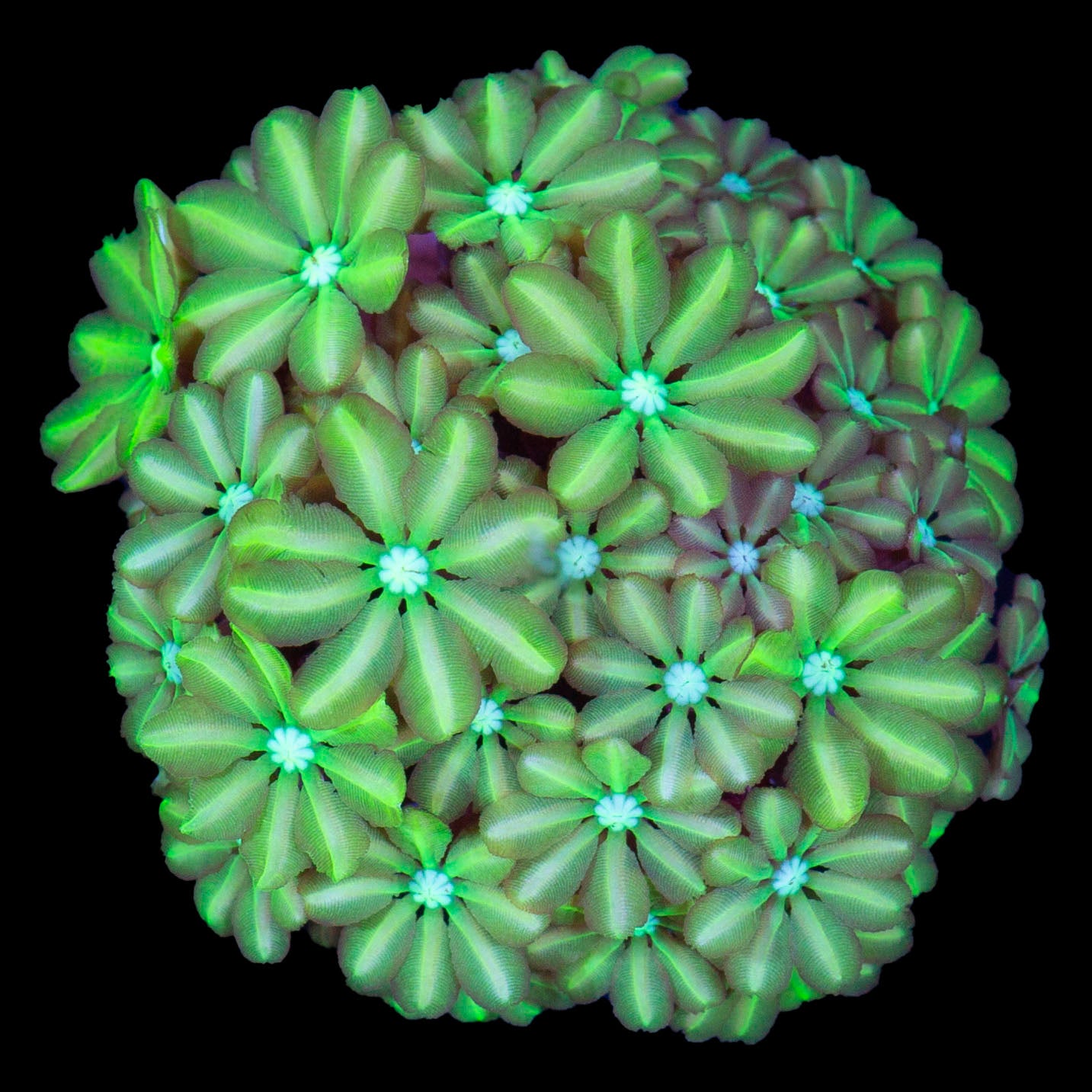 Vivid's Neon Green Pipe Organ Coral