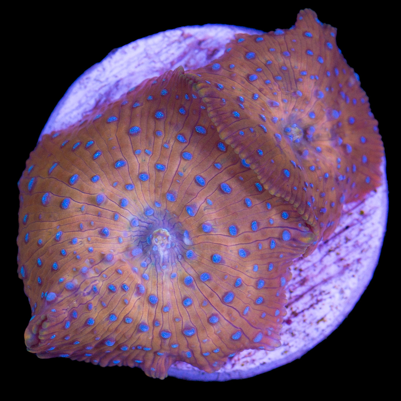 Ultra Discosoma Mushrooms