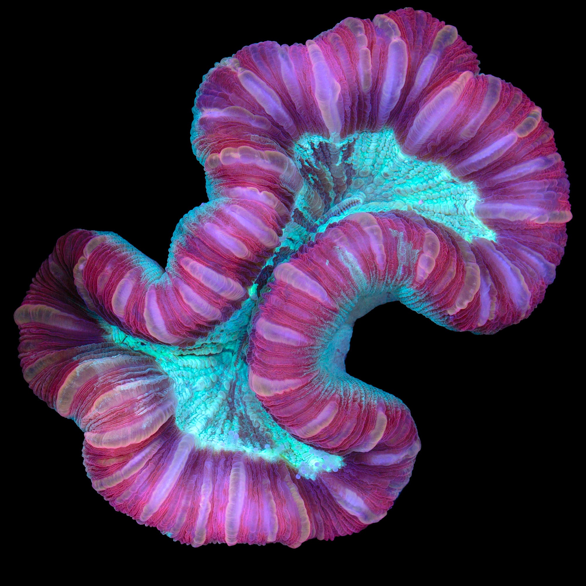 Red & Green Trachyphyllia Coral