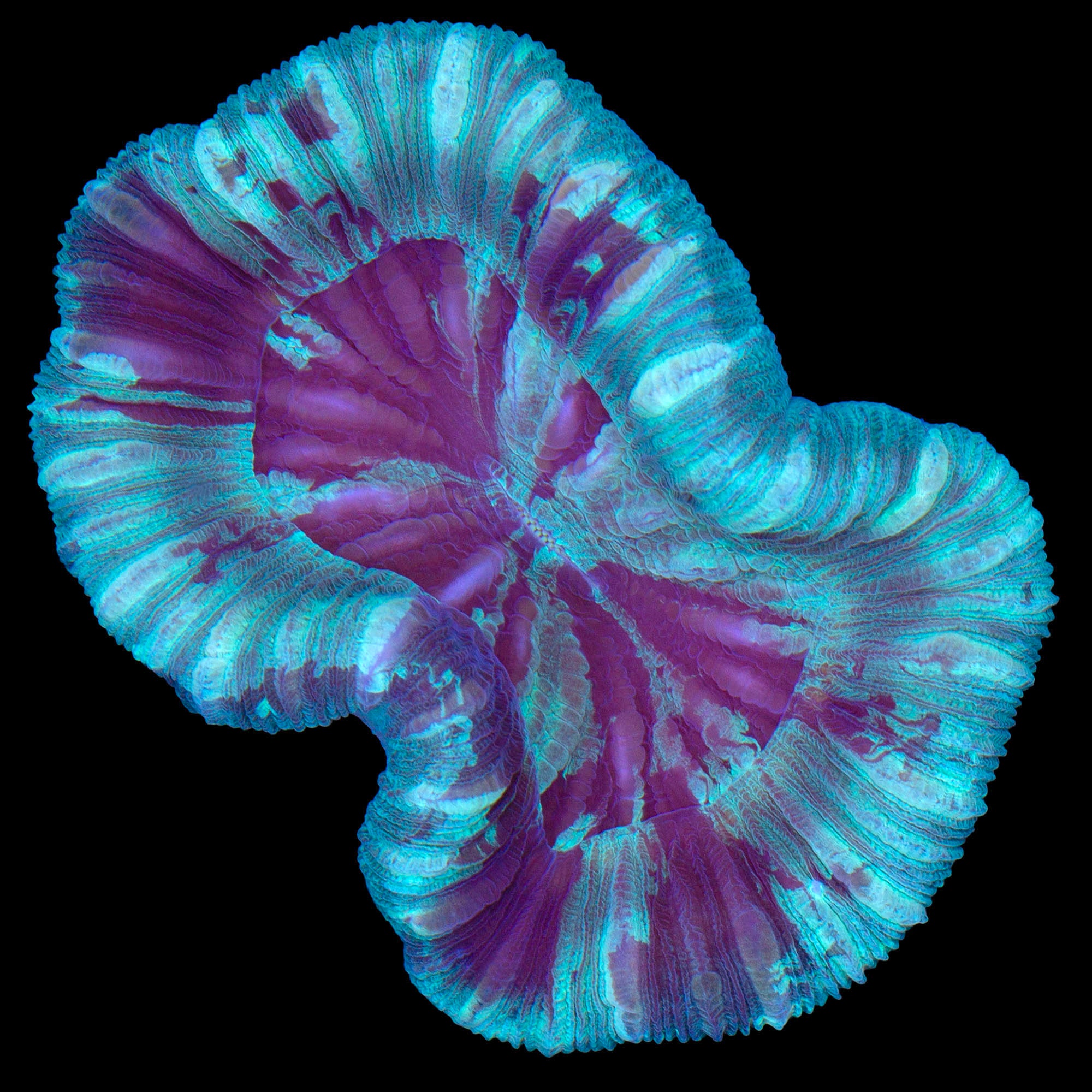 Green Trachyphyllia Coral