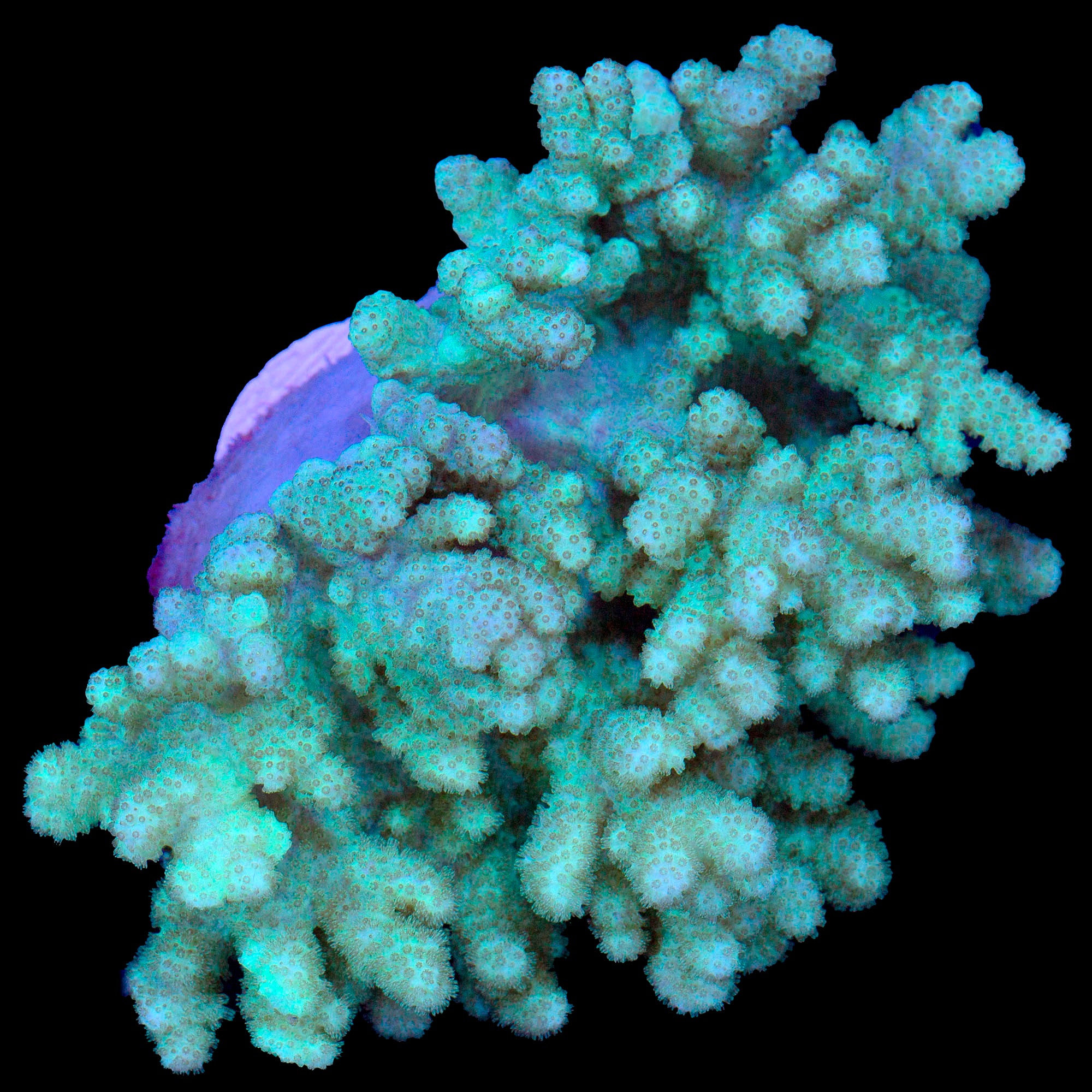 Neon Green Fiji Finger Leather Coral