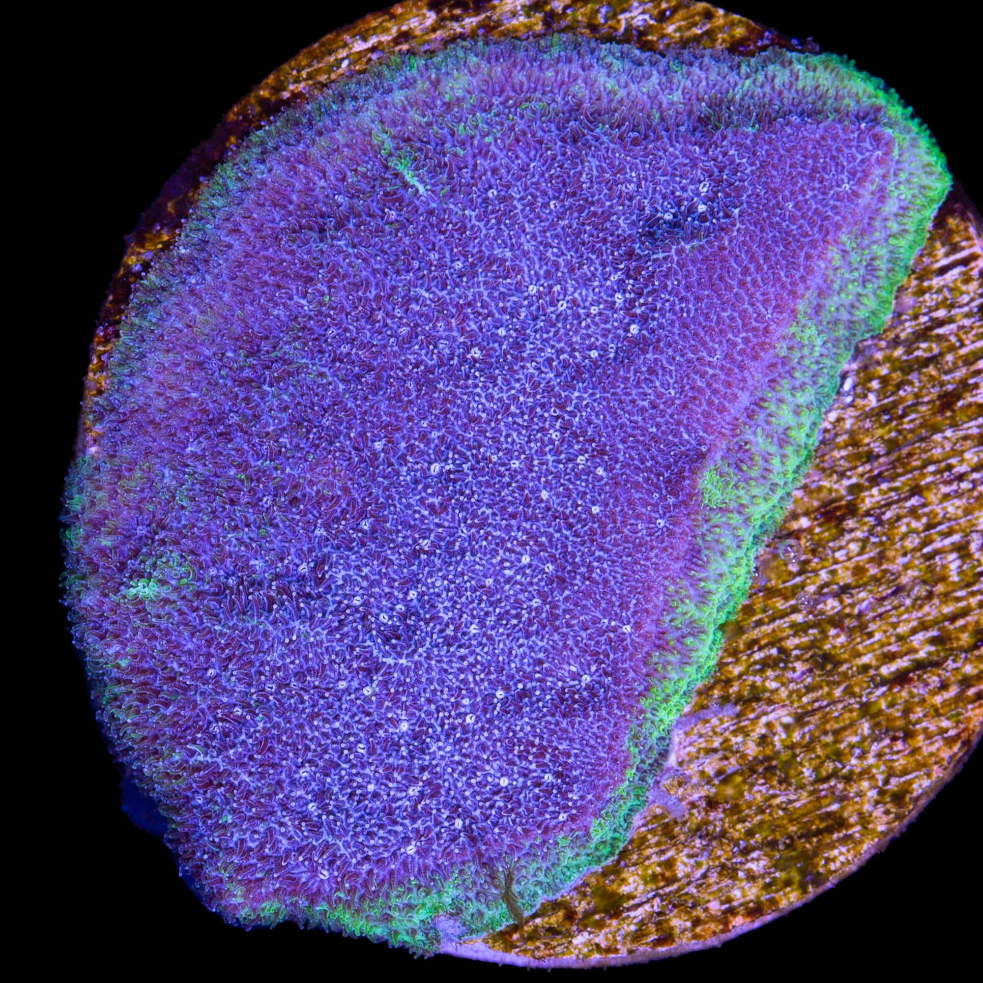 Vivid's Aquaman Psammocora Coral