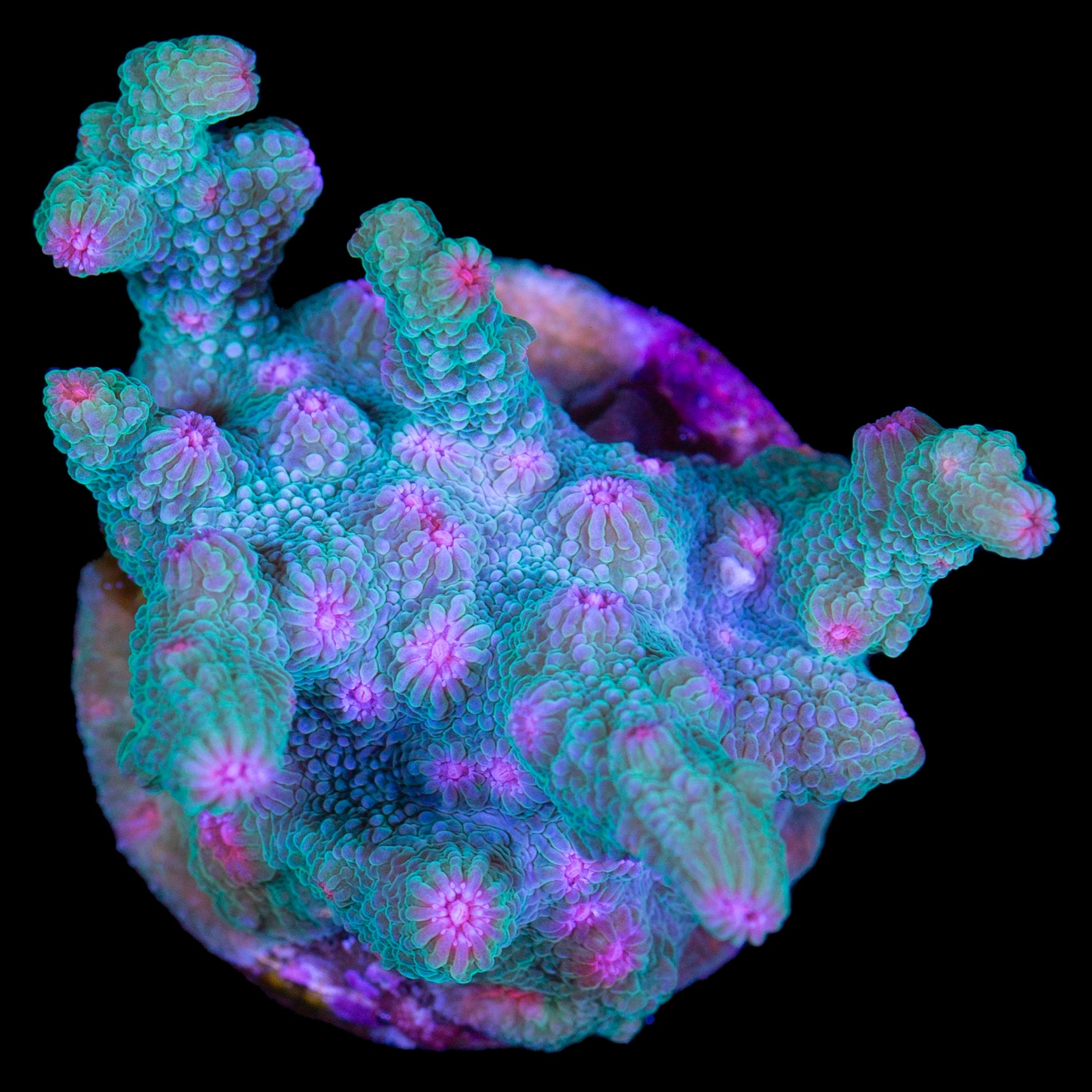 Vivid's Aquaman Branching Cyphastrea Decadia Coral