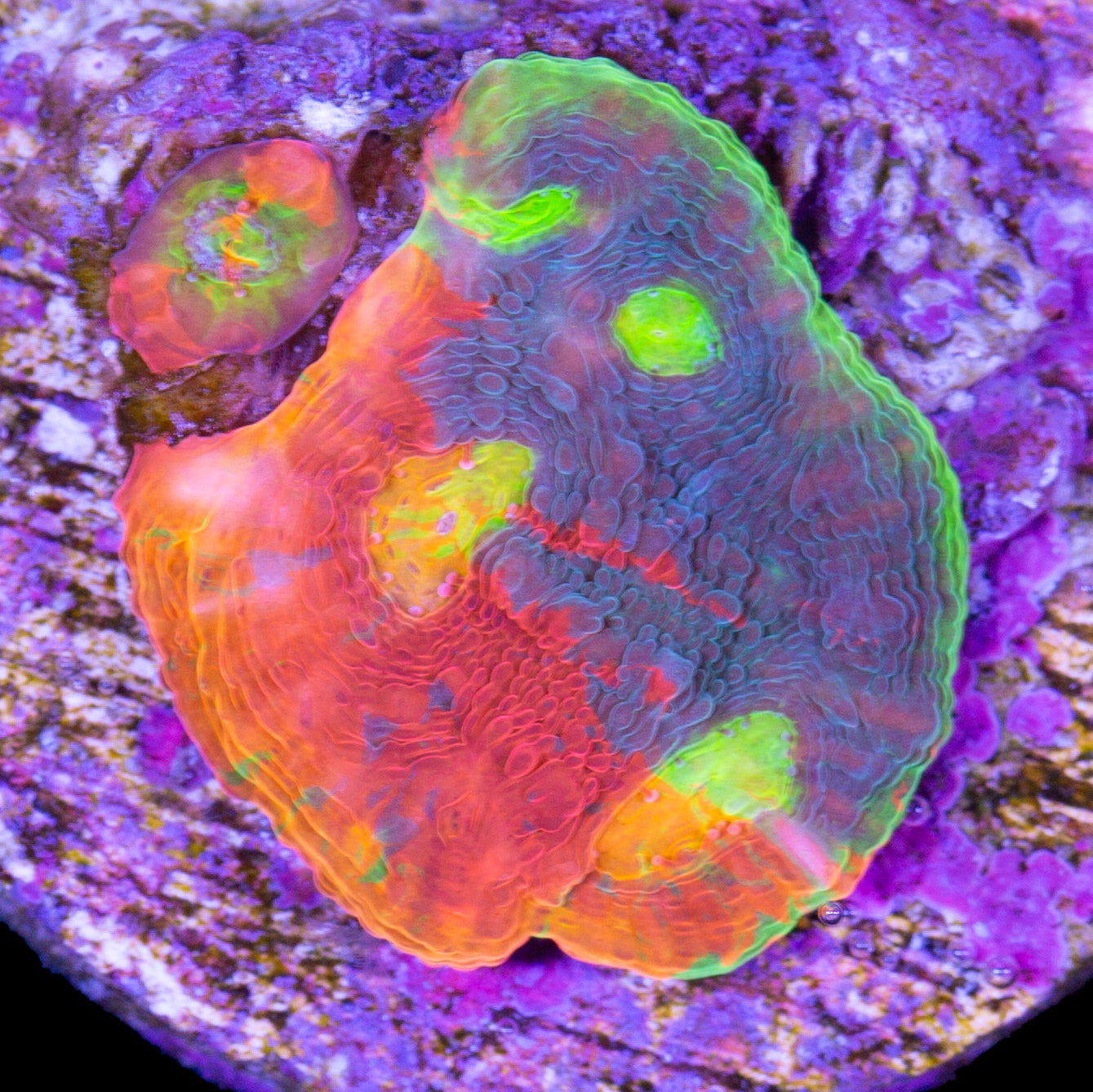 Vivid's Rainbow Unicorn Echinophyllia Coral