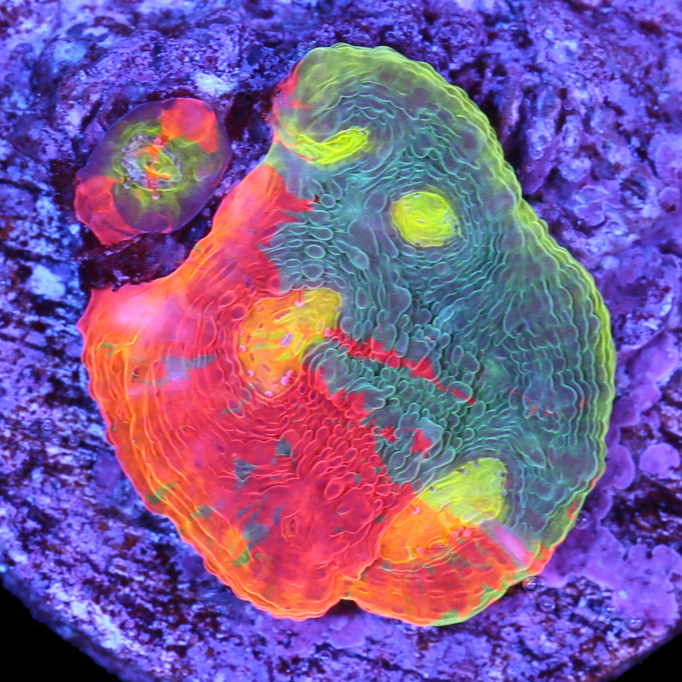 Vivid's Rainbow Unicorn Echinophyllia Coral