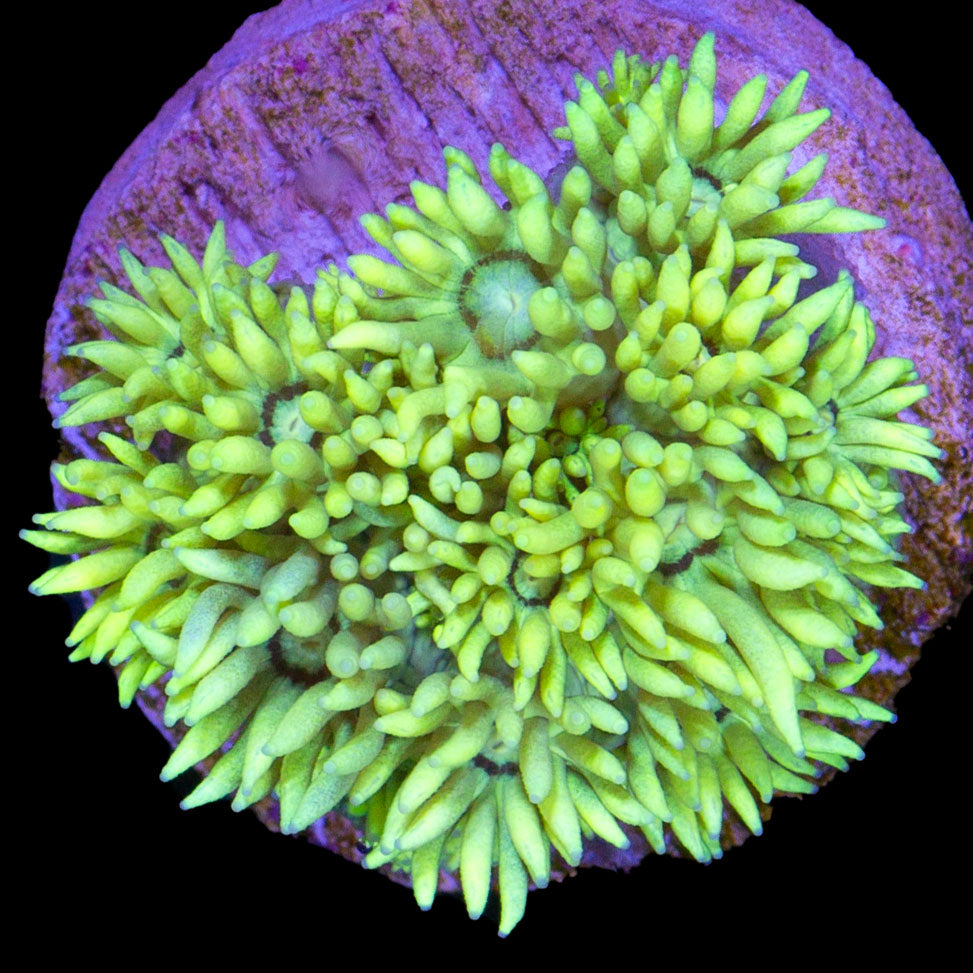 Vivid's Lemondrop Goniopora Coral