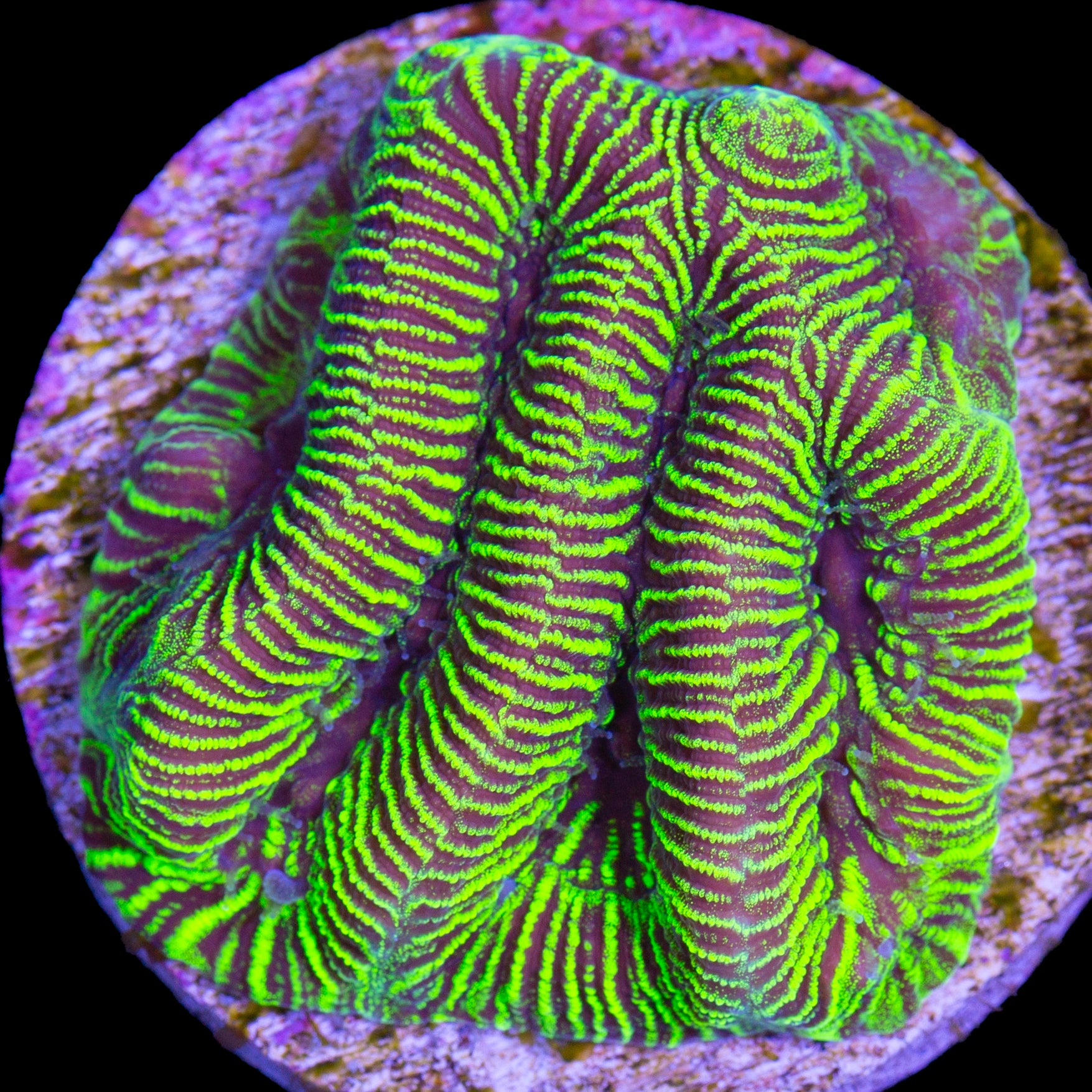Static Maze Brain Coral