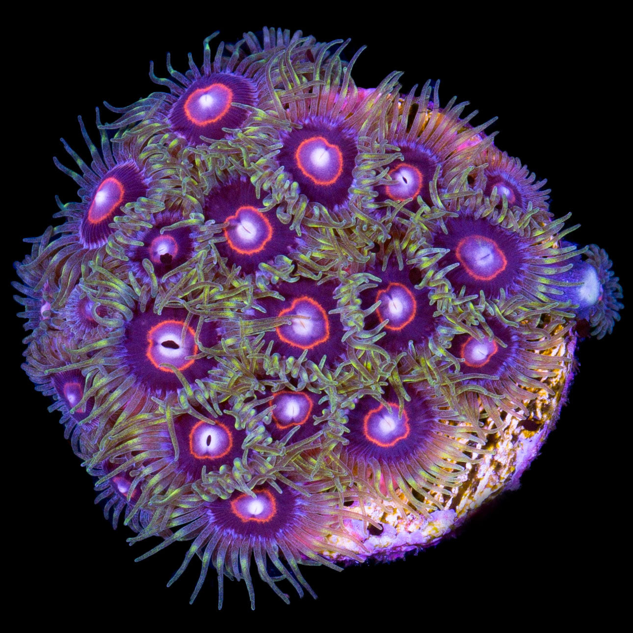 Jawbreaker Hornet Zoanthids