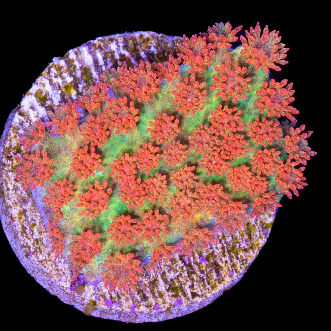Rising Sun Bernardpora Coral