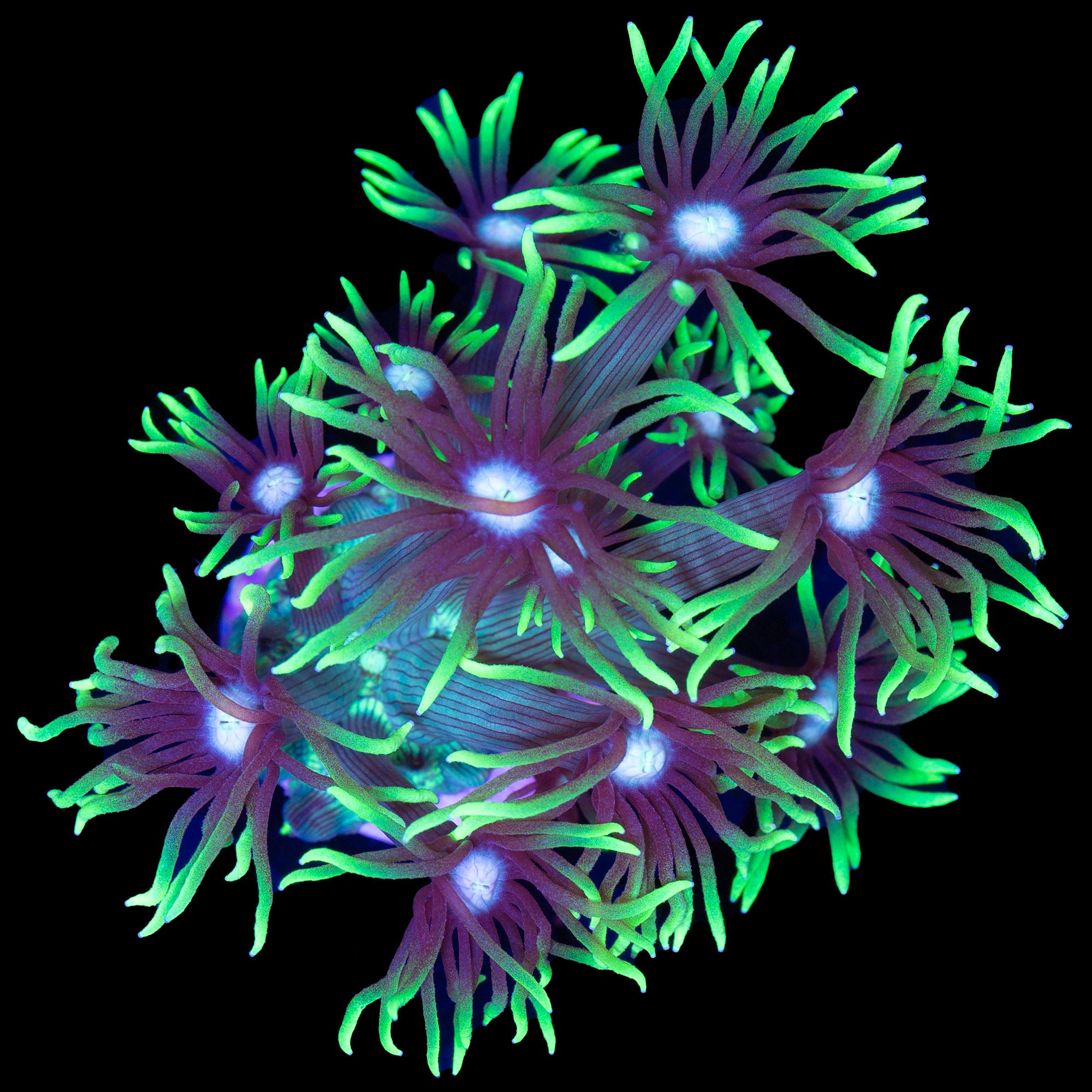 Neon Green Flowerpot Coral