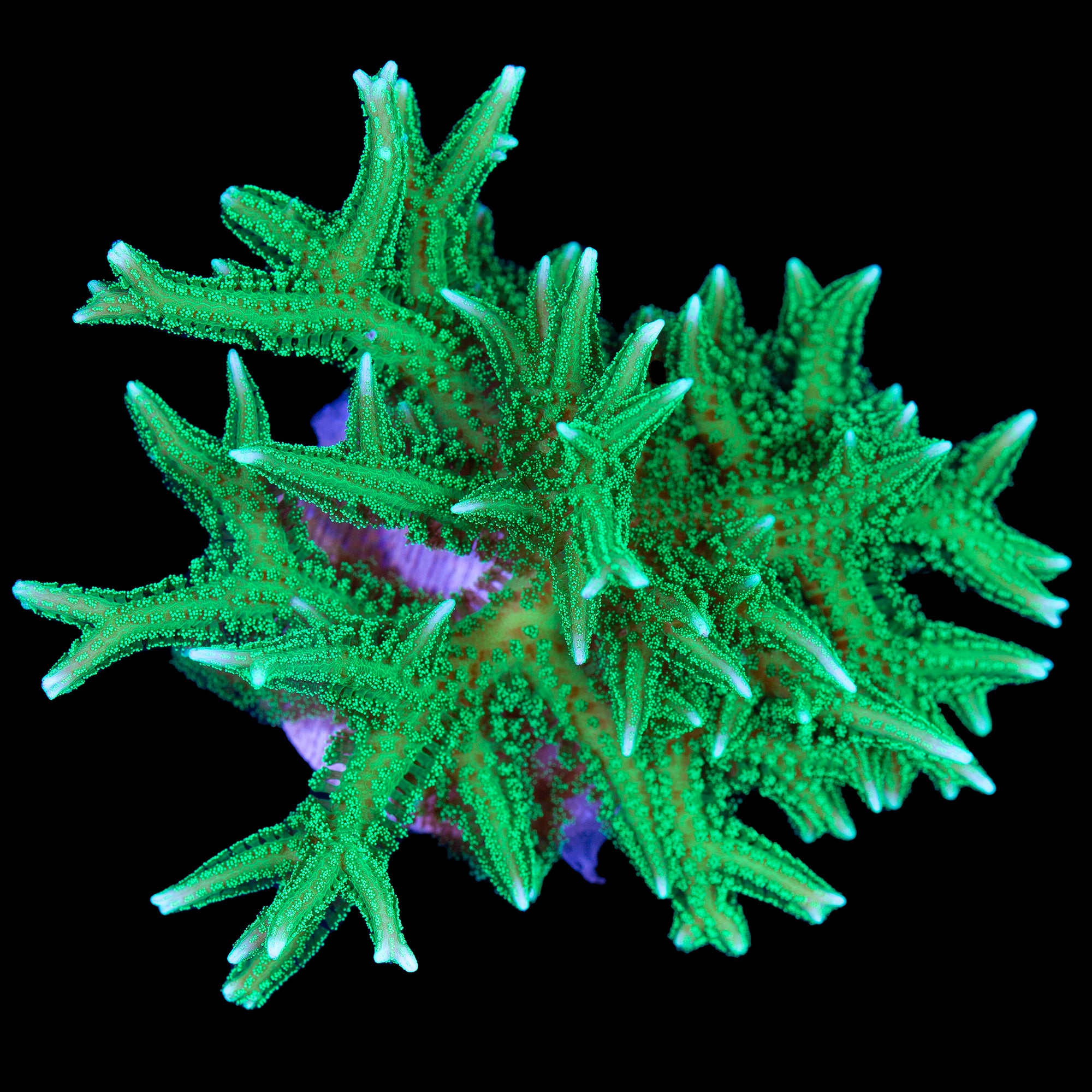 Neon Green Birdsnest Coral