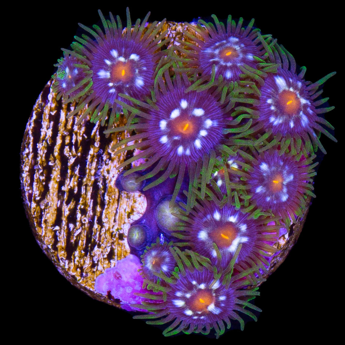 Daisy Cutter Zoanthid Coral
