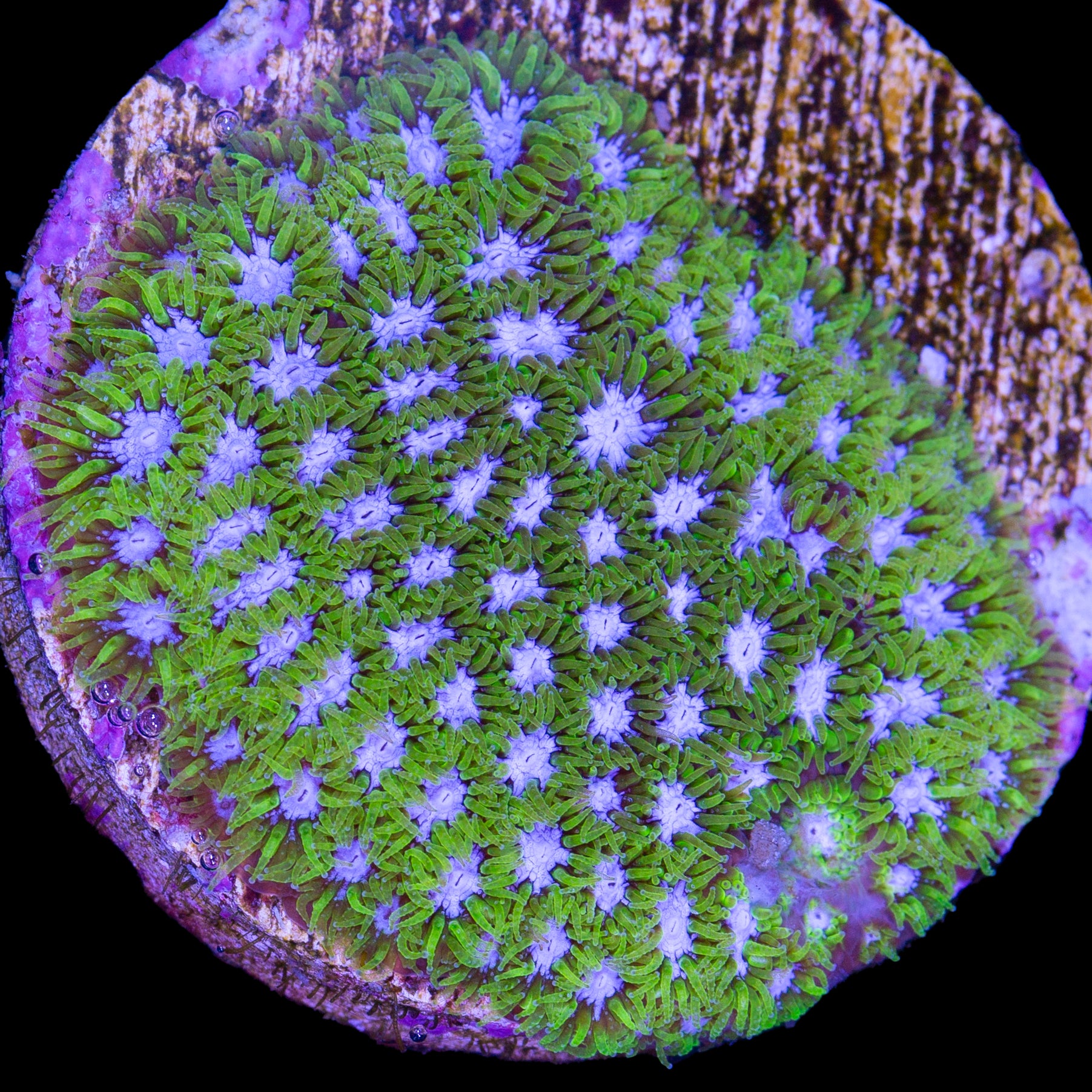 Blue & Green Leptastrea Coral