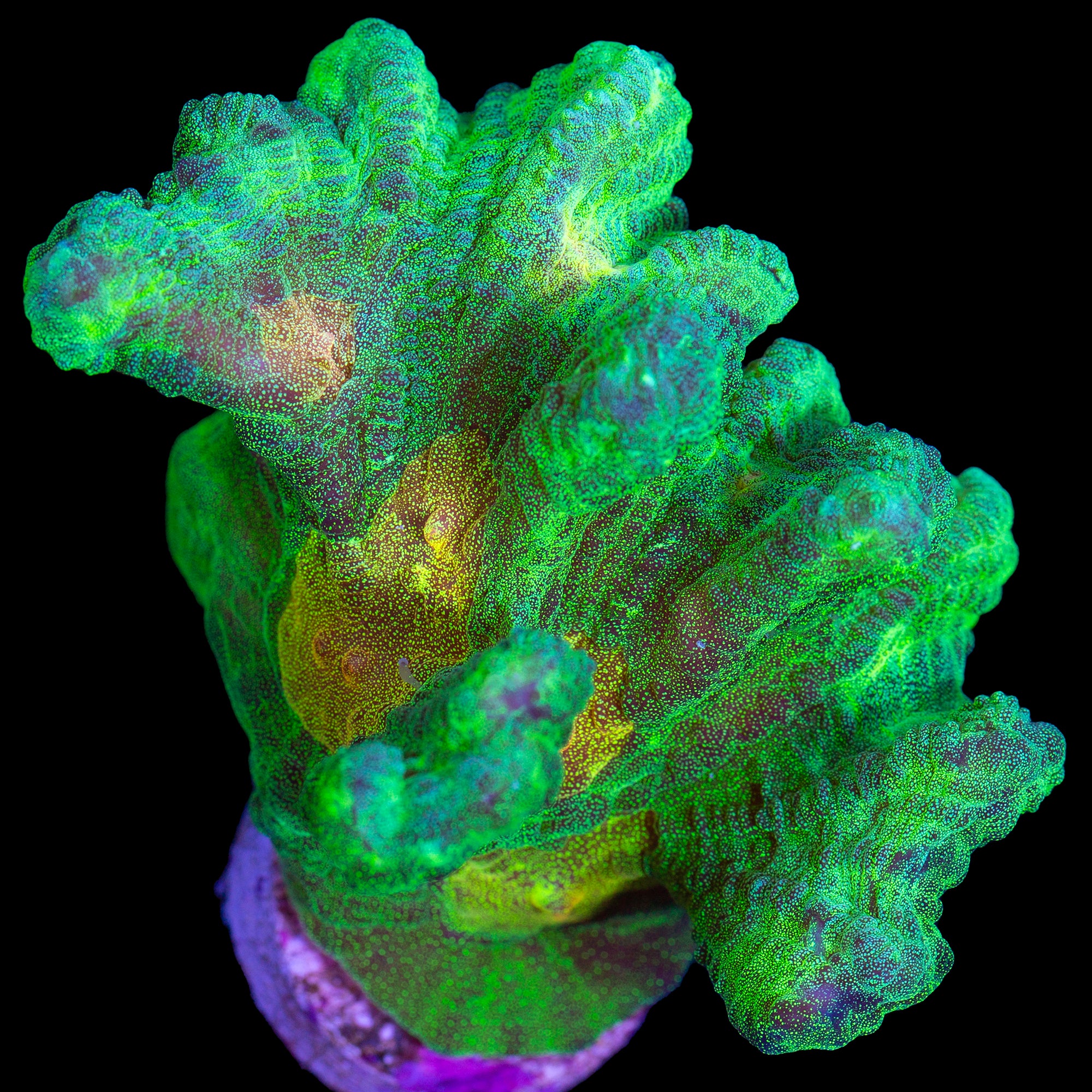 Space Invader Pectinia Coral