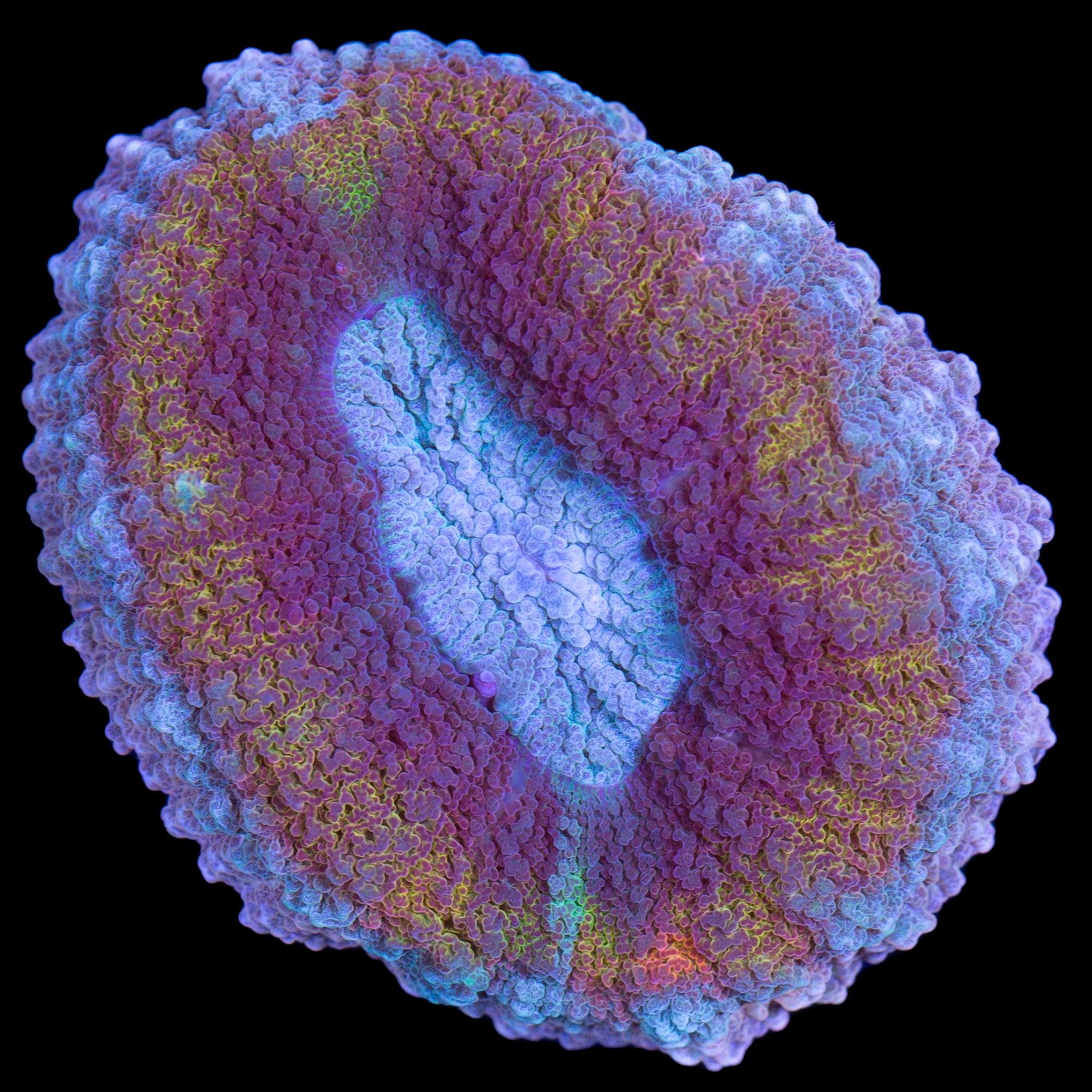 Rainbow Aussie Lobophyllia Coral