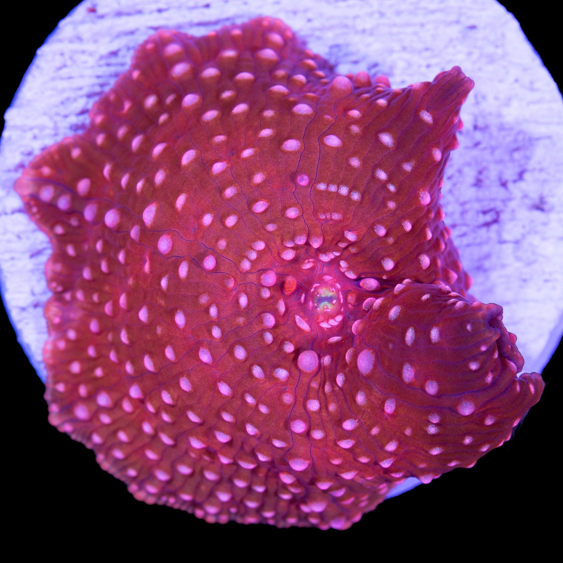 Red Speckled Mushroom