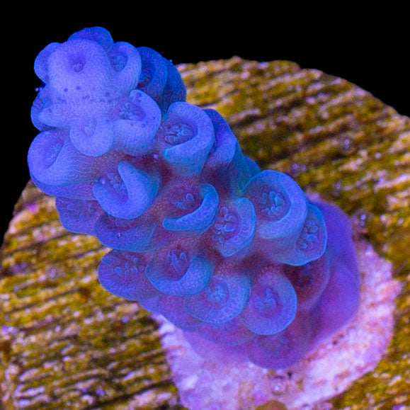 Ultra Blue Tenuis Acropora Coral