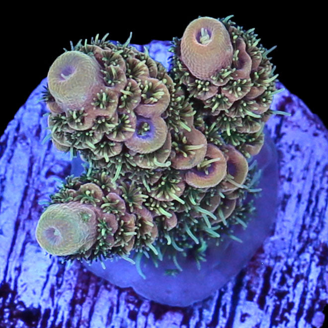 Ultra Millepora Acropora Coral