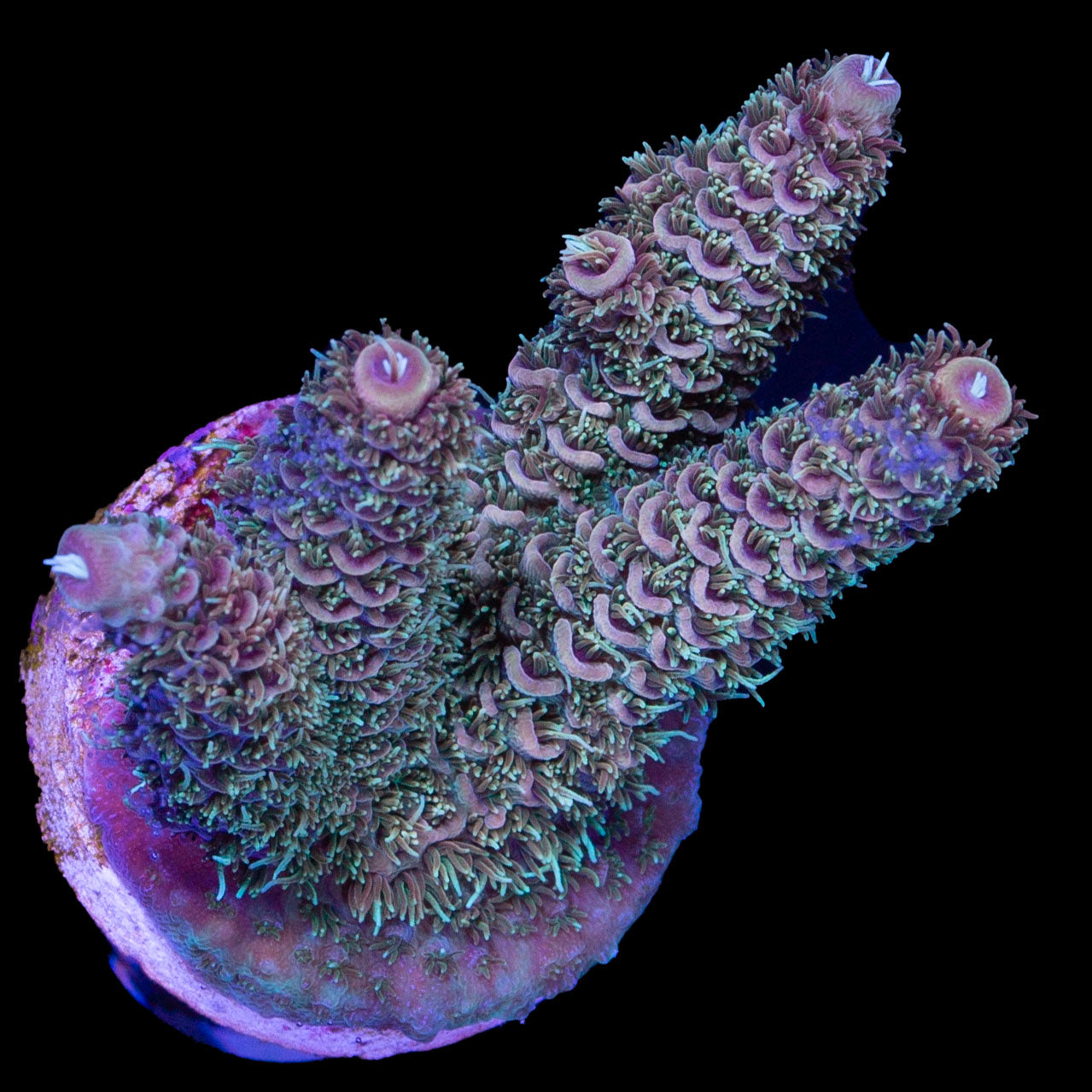 Ultra Millepora Acropora Coral