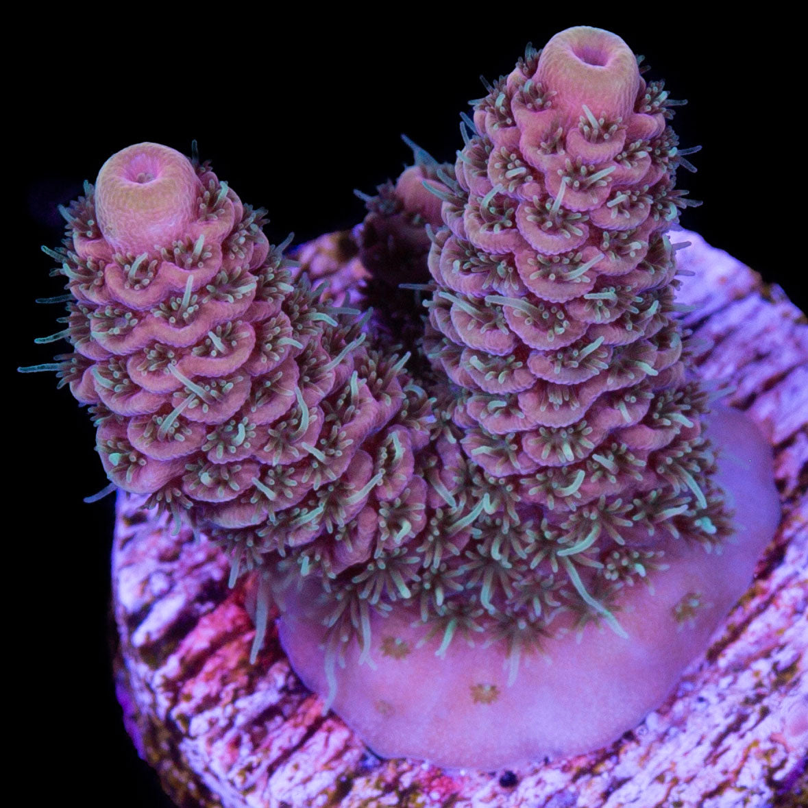 Pink Millepora Acropora Coral