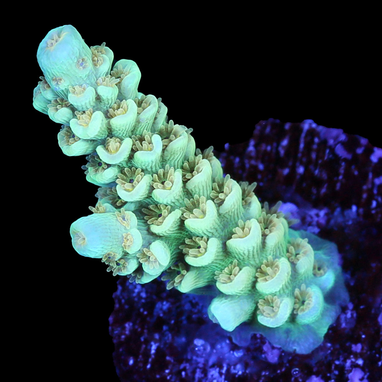 Vivid's Leprechaun Tenuis Acropora Coral - New Release