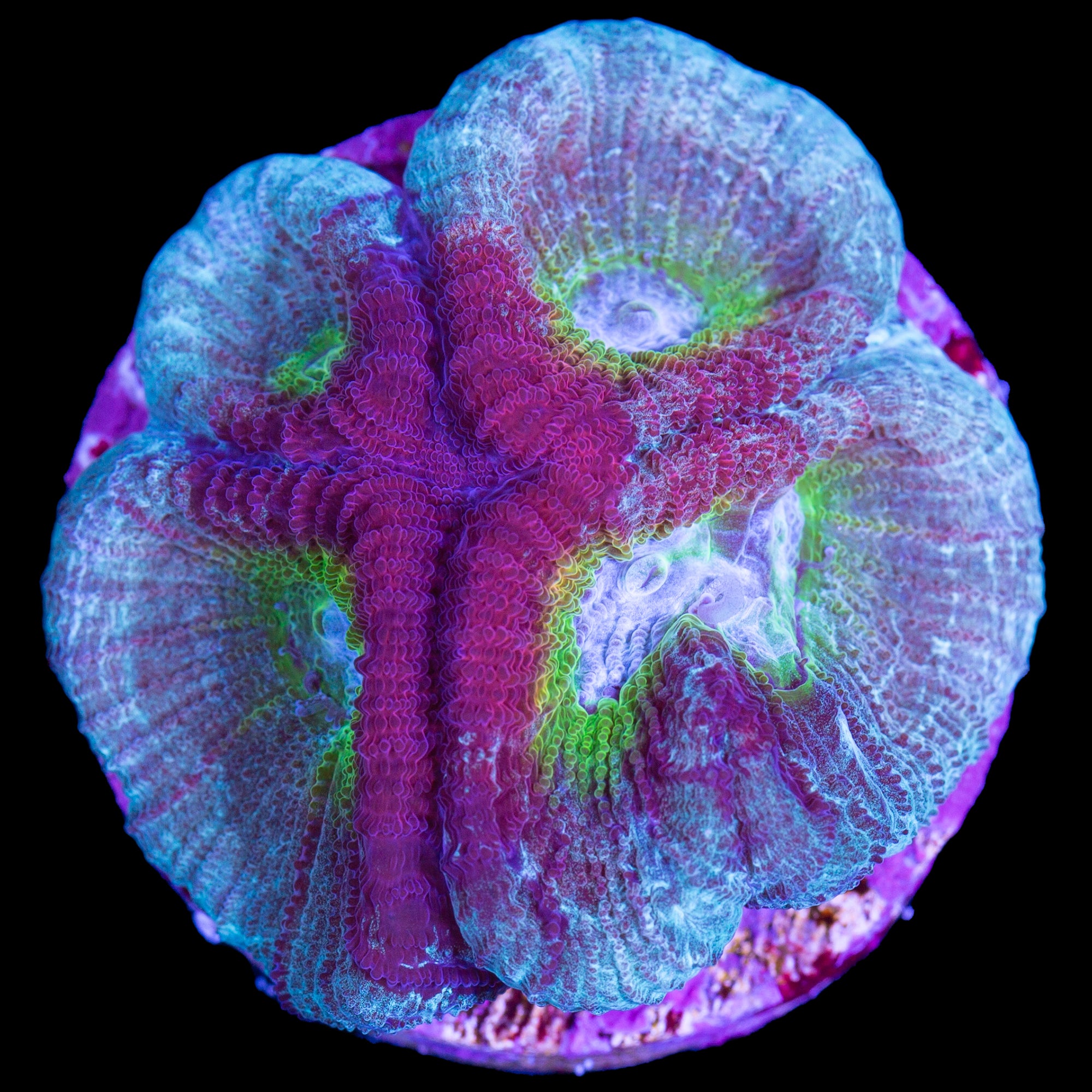 Rainbow Favia Coral