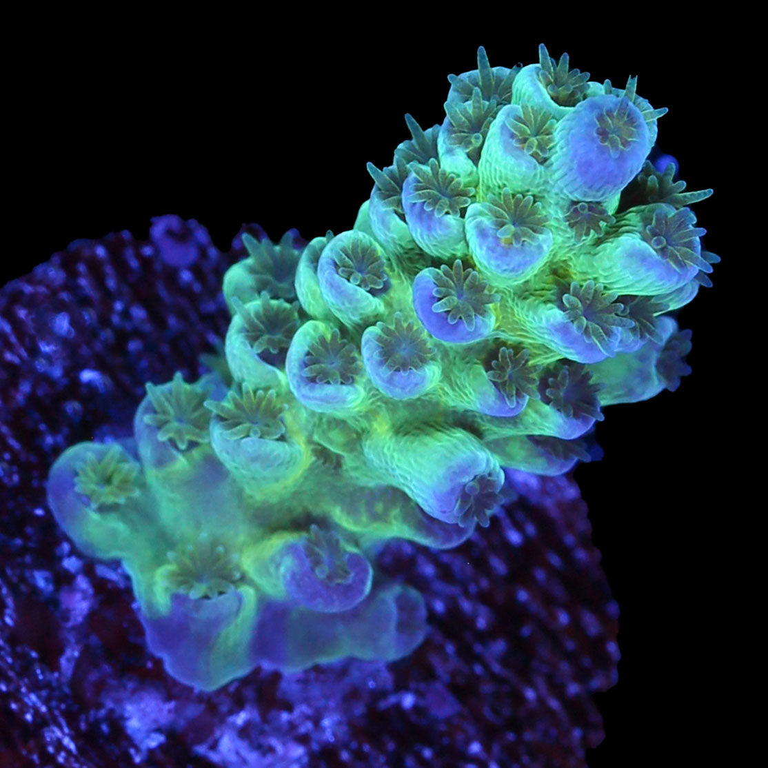 Turquoise Tenuis Acropora Coral
