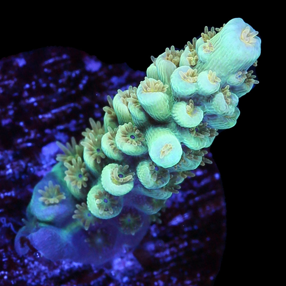 Vivid's Leprechaun Tenuis Acropora Coral - New Release