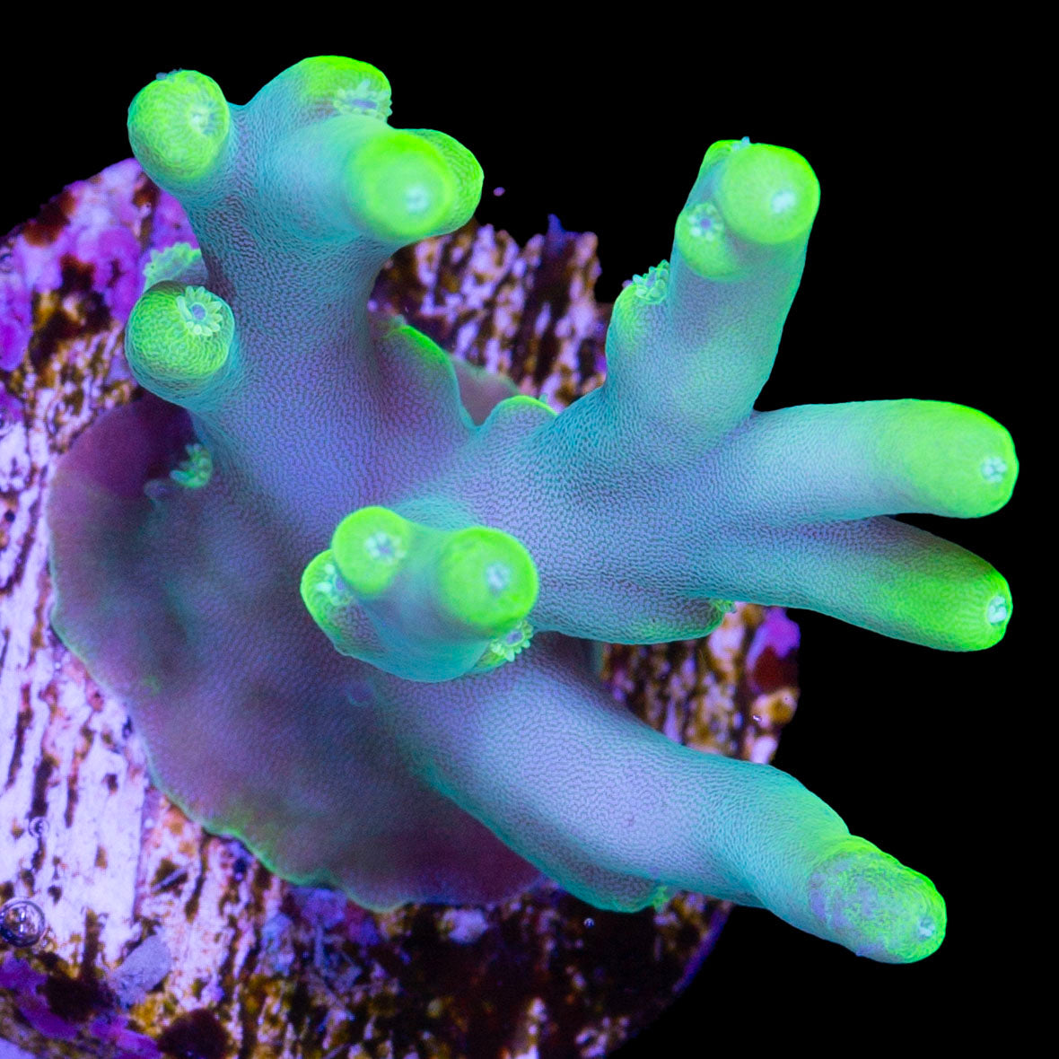 Vivid's Glowstick Acropora Caroliniana Coral