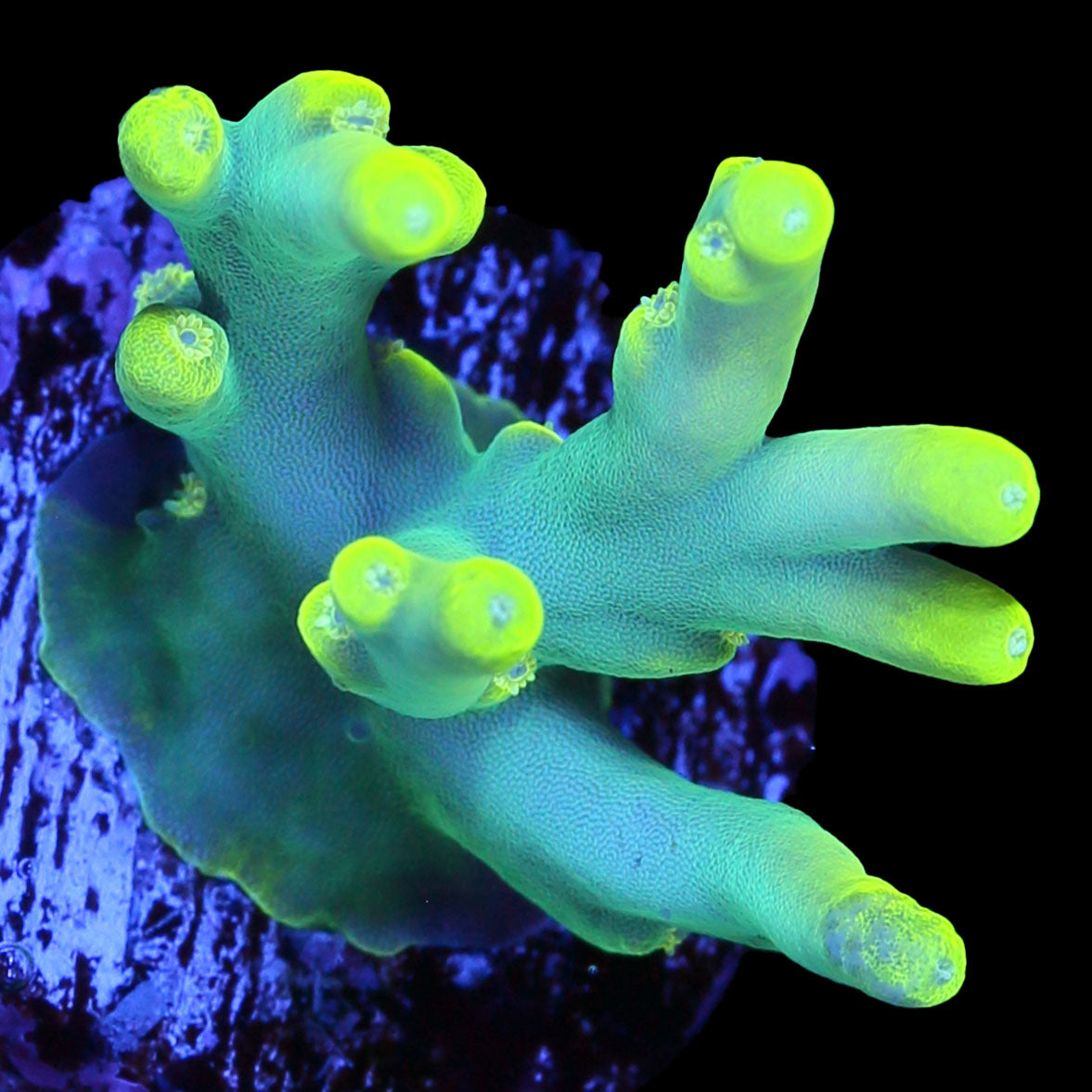 Vivid's Glowstick Acropora Caroliniana Coral