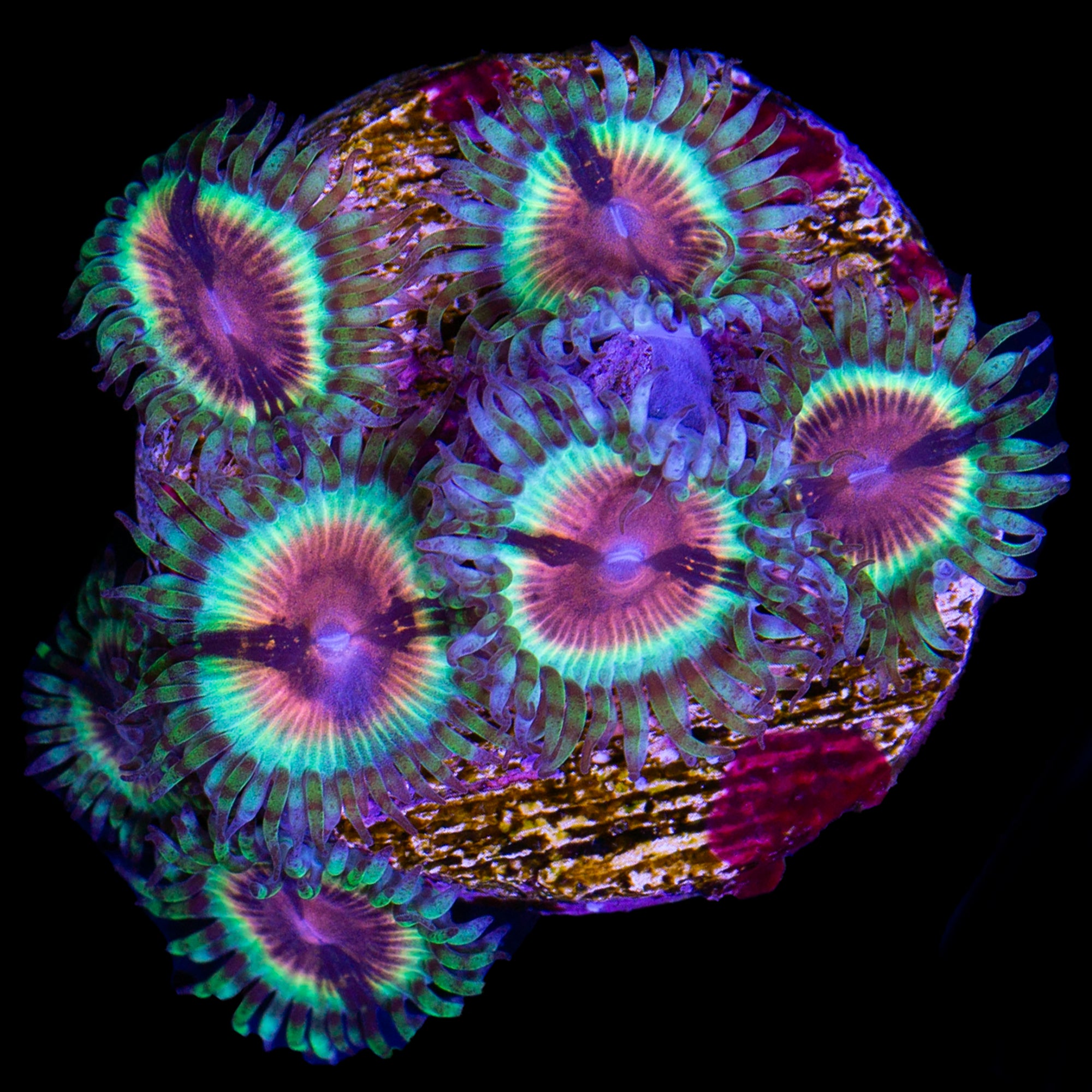 JF Bloodshot Zoanthid Coral