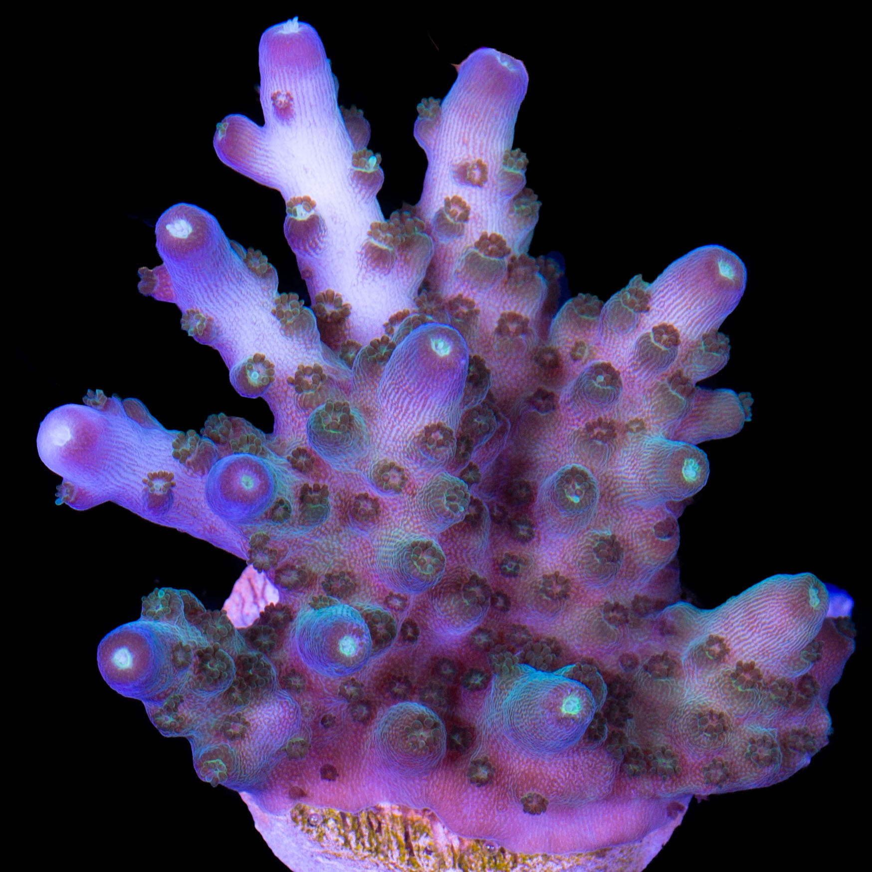 Ultra Efflo Acropora Coral