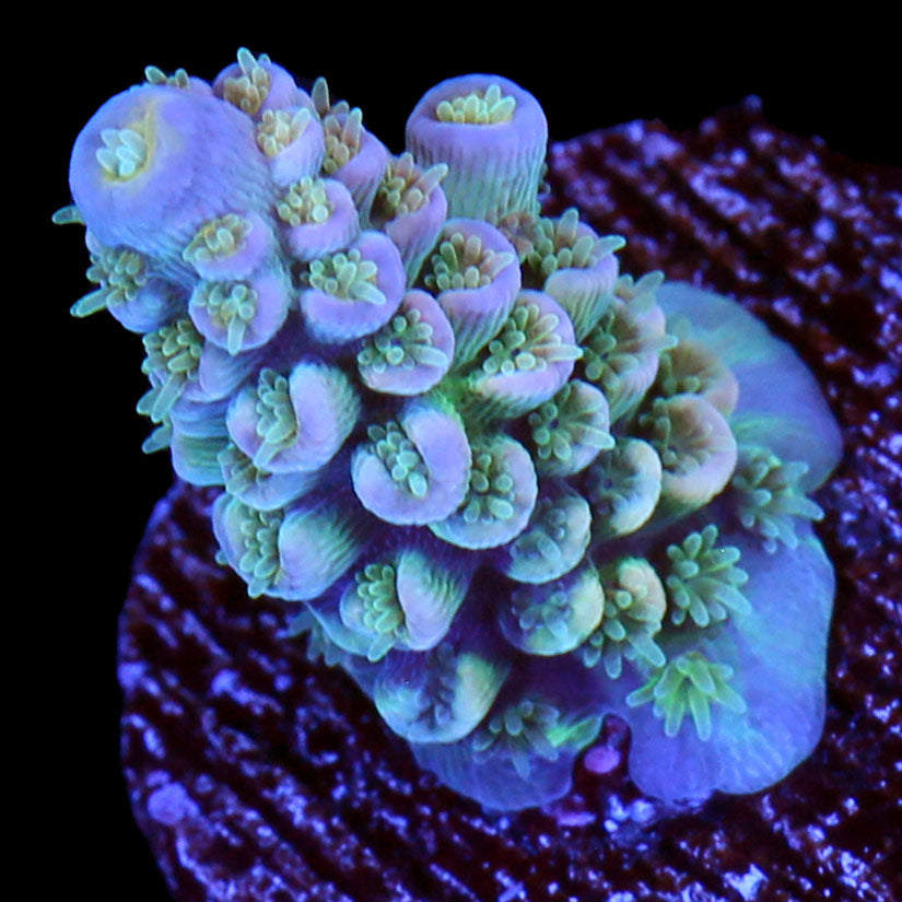 Ultra Tenuis Acropora Coral