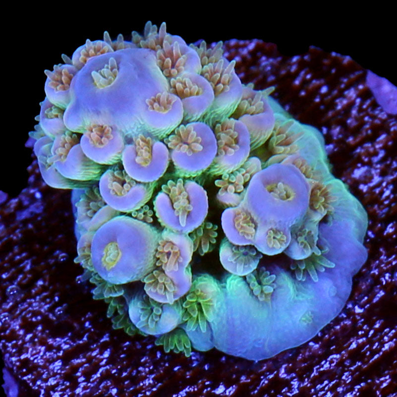 Vivid's Mindbender Tenuis Acropora Coral - New Release
