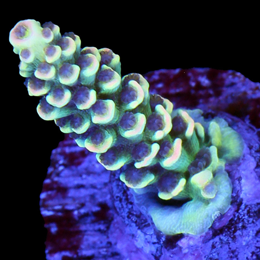BK Chem Fruit Loops Acropora Coral