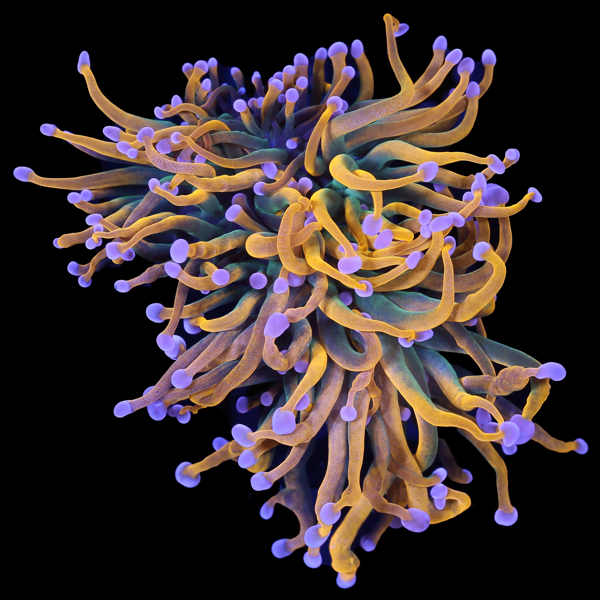 Malaysian Grail Torch Coral