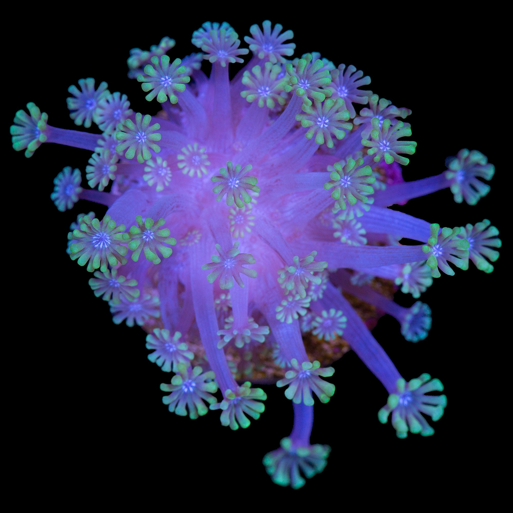 Blue Eye Alveopora Coral