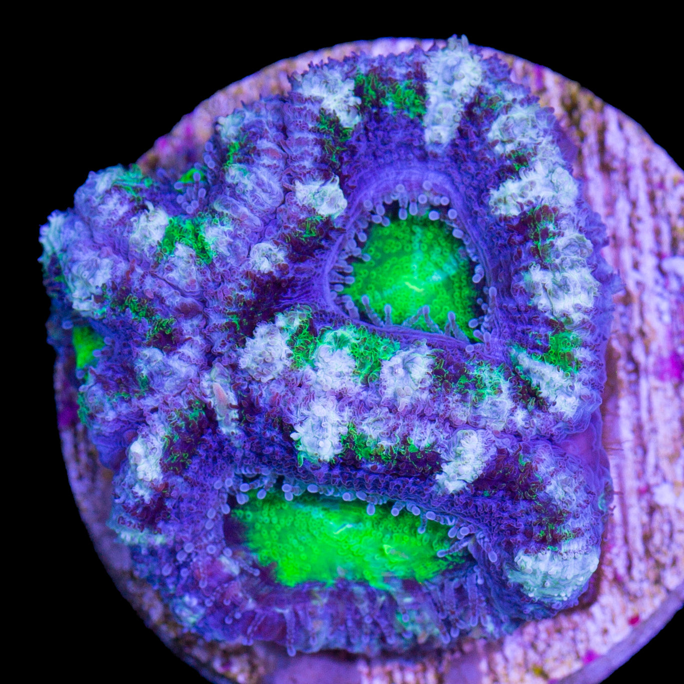 Hulk Acan Coral