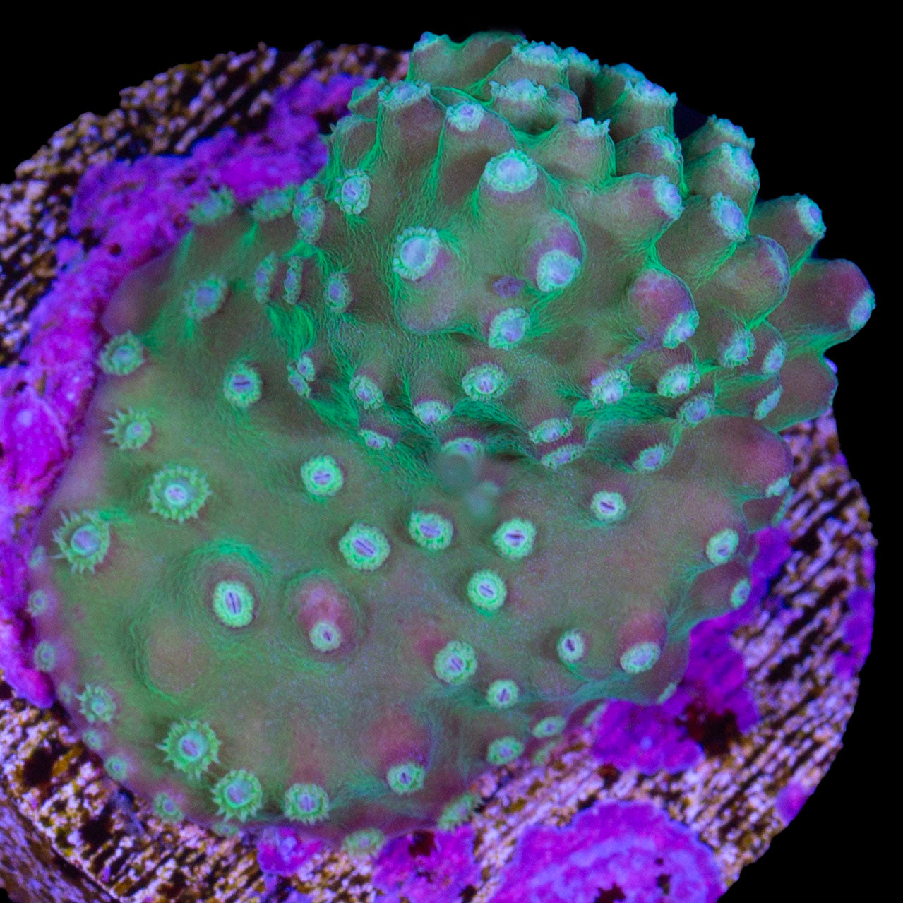 Scroll Coral