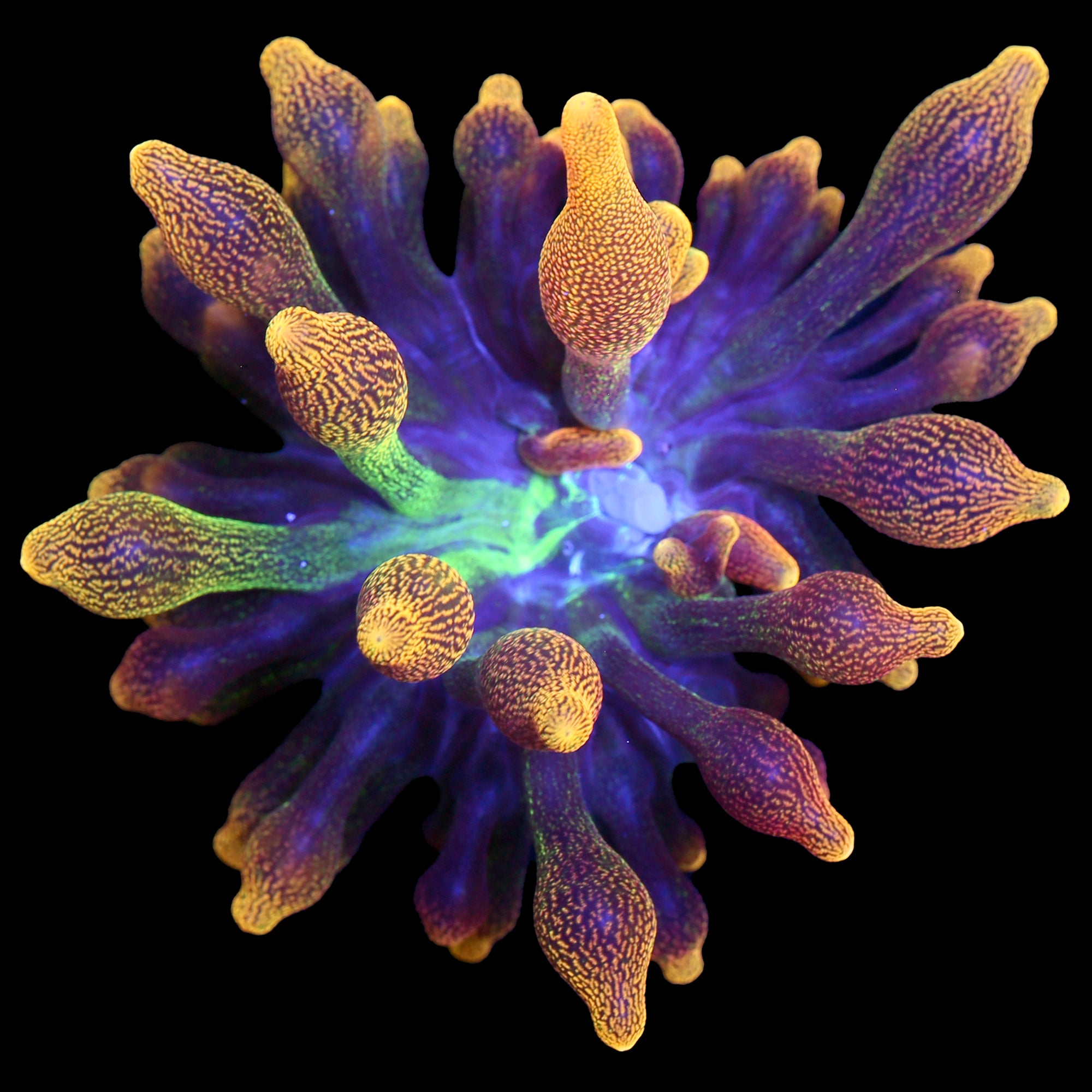 Vivid's Chicago Sunburst Bubble Tip Anemone