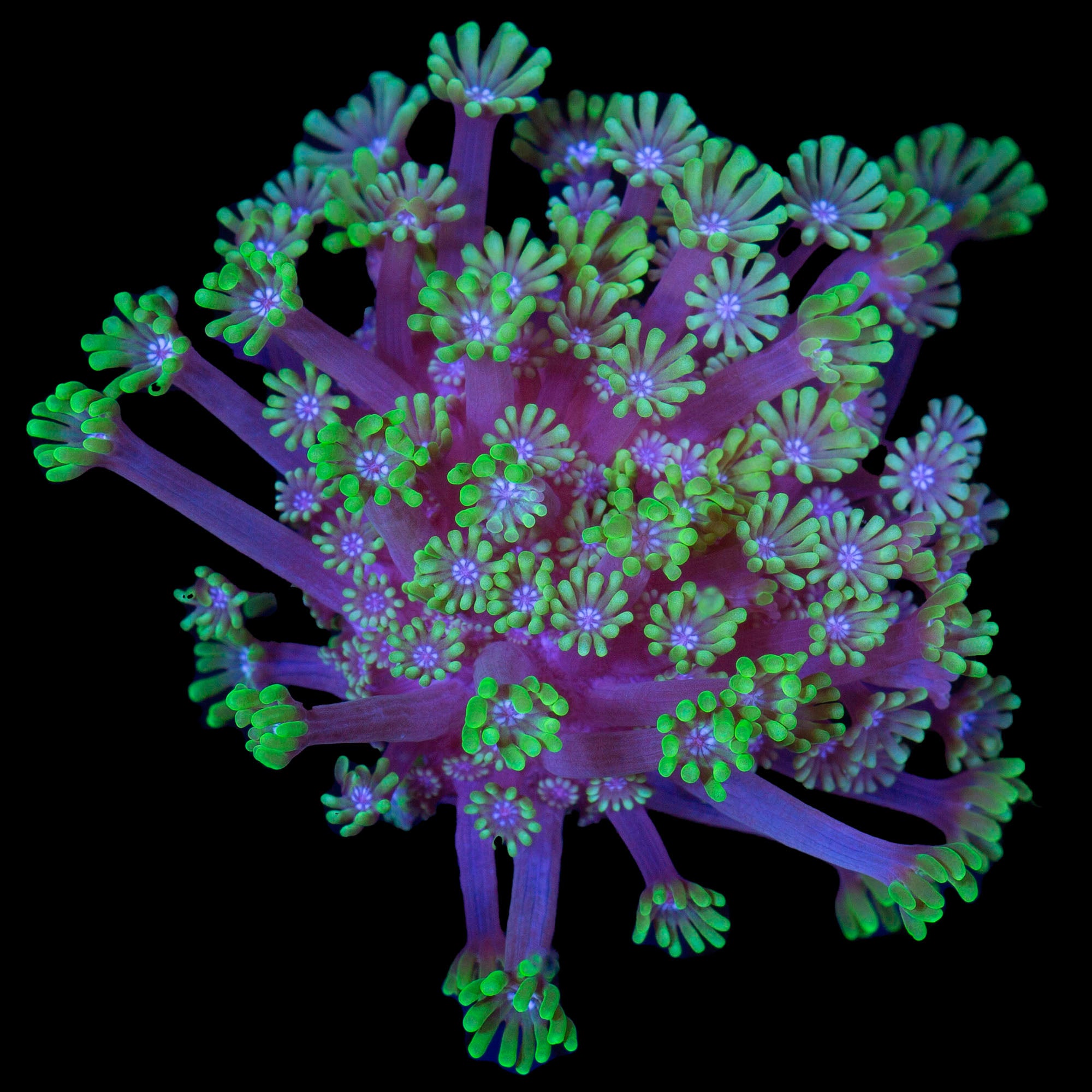 Vivid's Blue Eye Alveopora Coral
